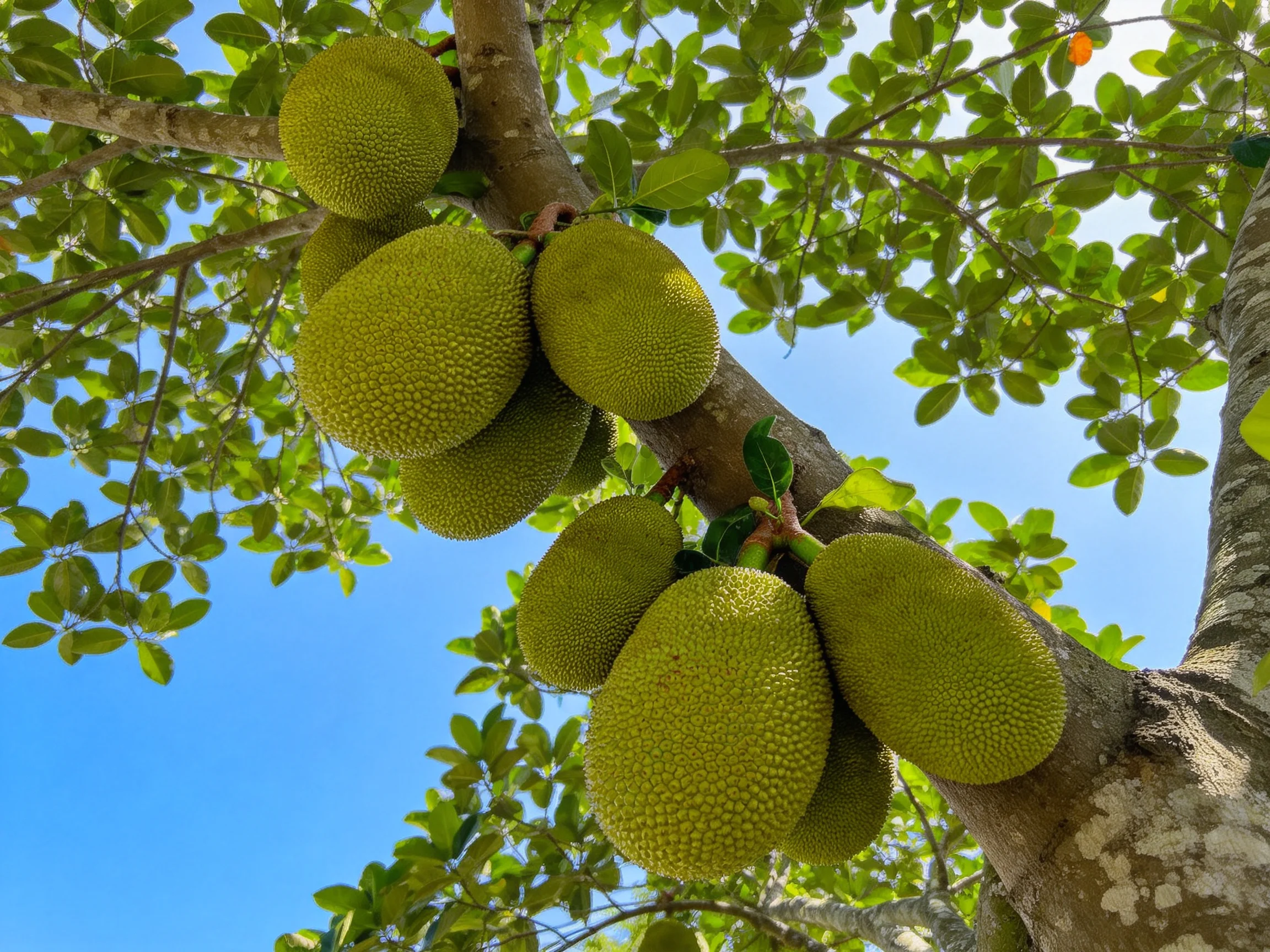 Multiple green jackfruits cluster on a tree with lush foliage