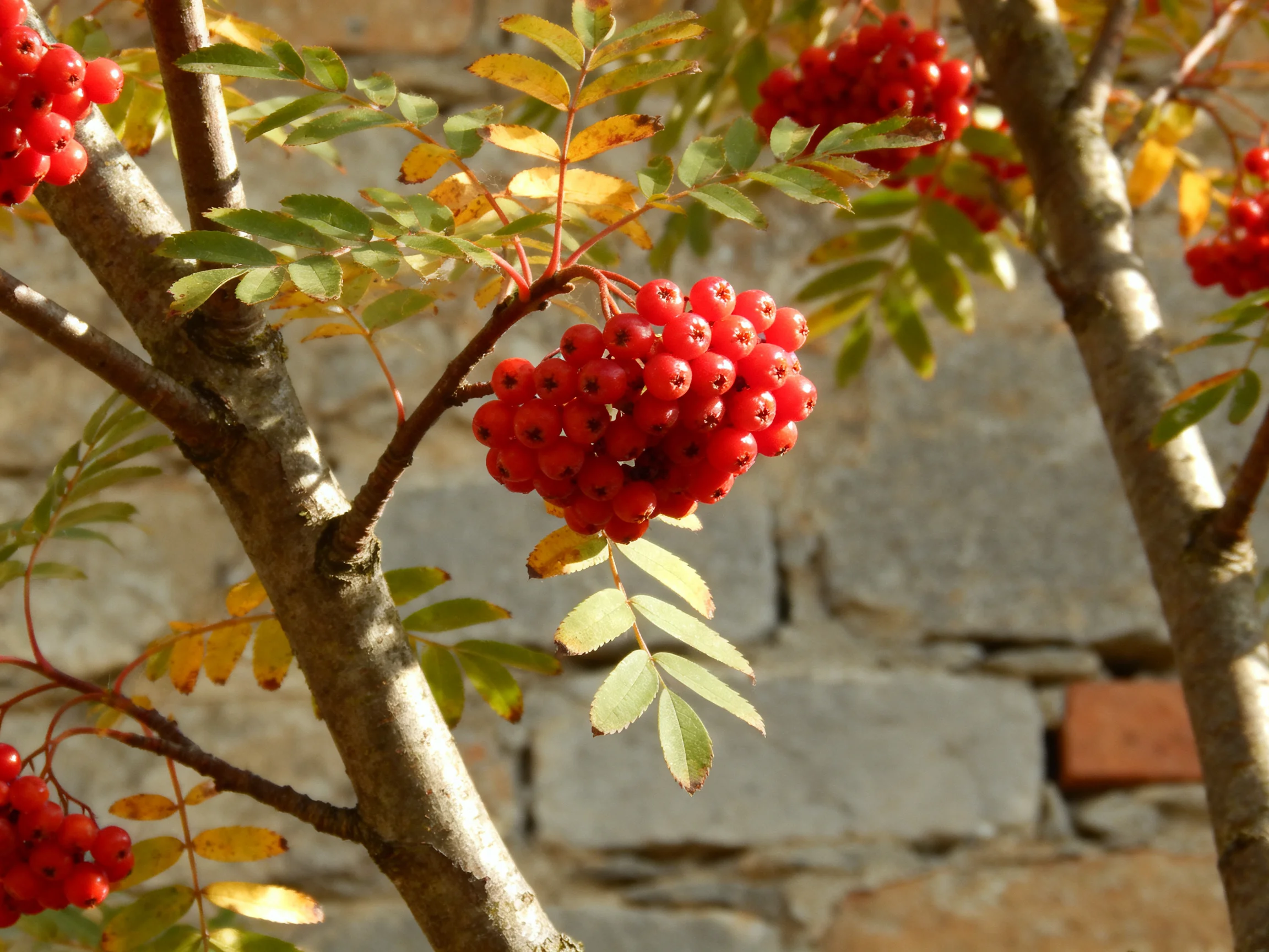 Multiple vibrant red berry clusters on slender tree branches near a stone wall