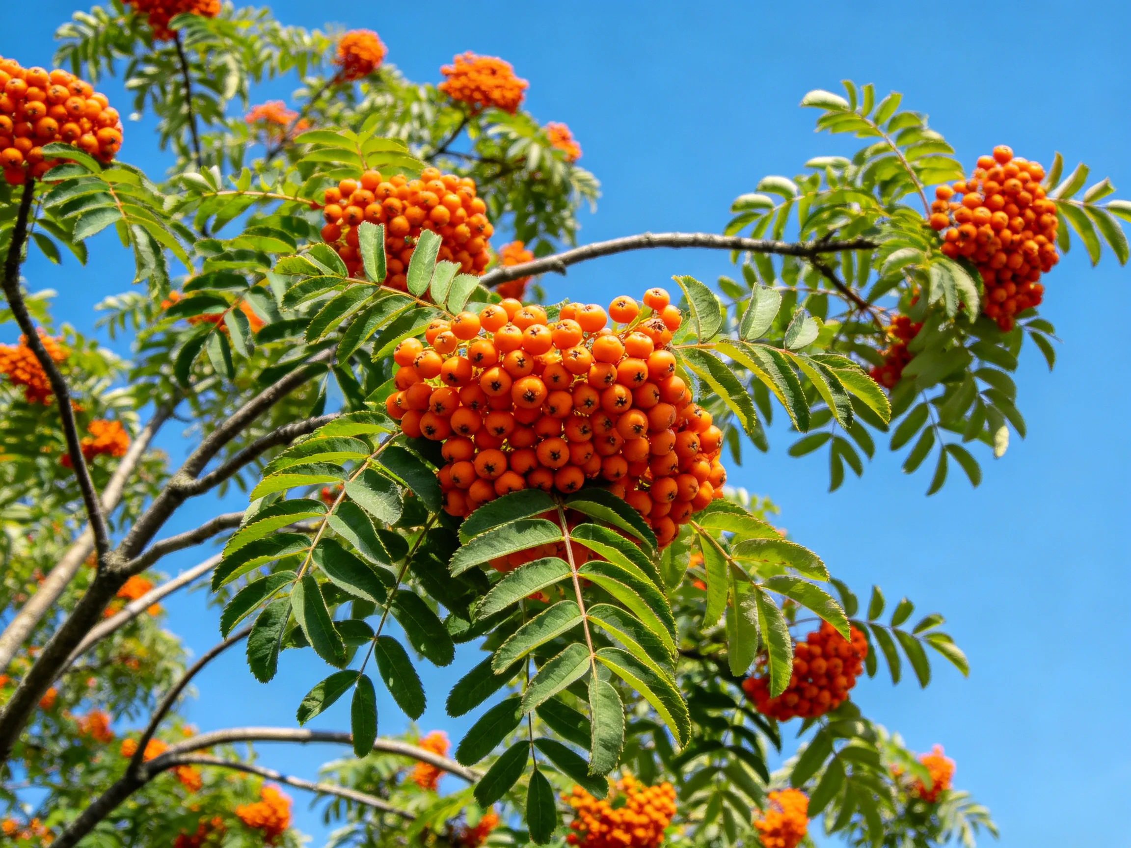 Orange berry clusters thrive on a leafy rowan tree under blue sky