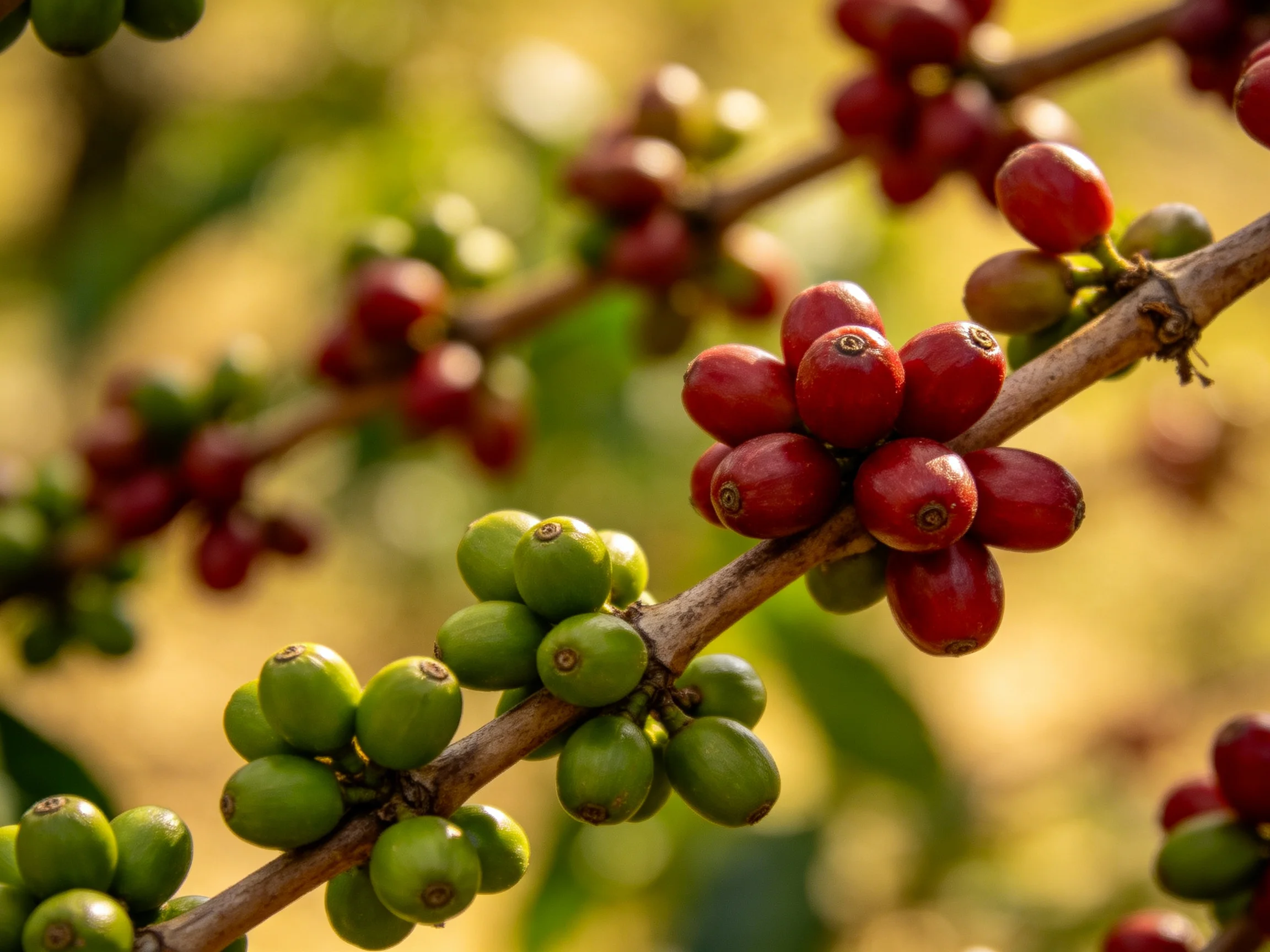 Red and green coffee cherries cluster on sunlit branches