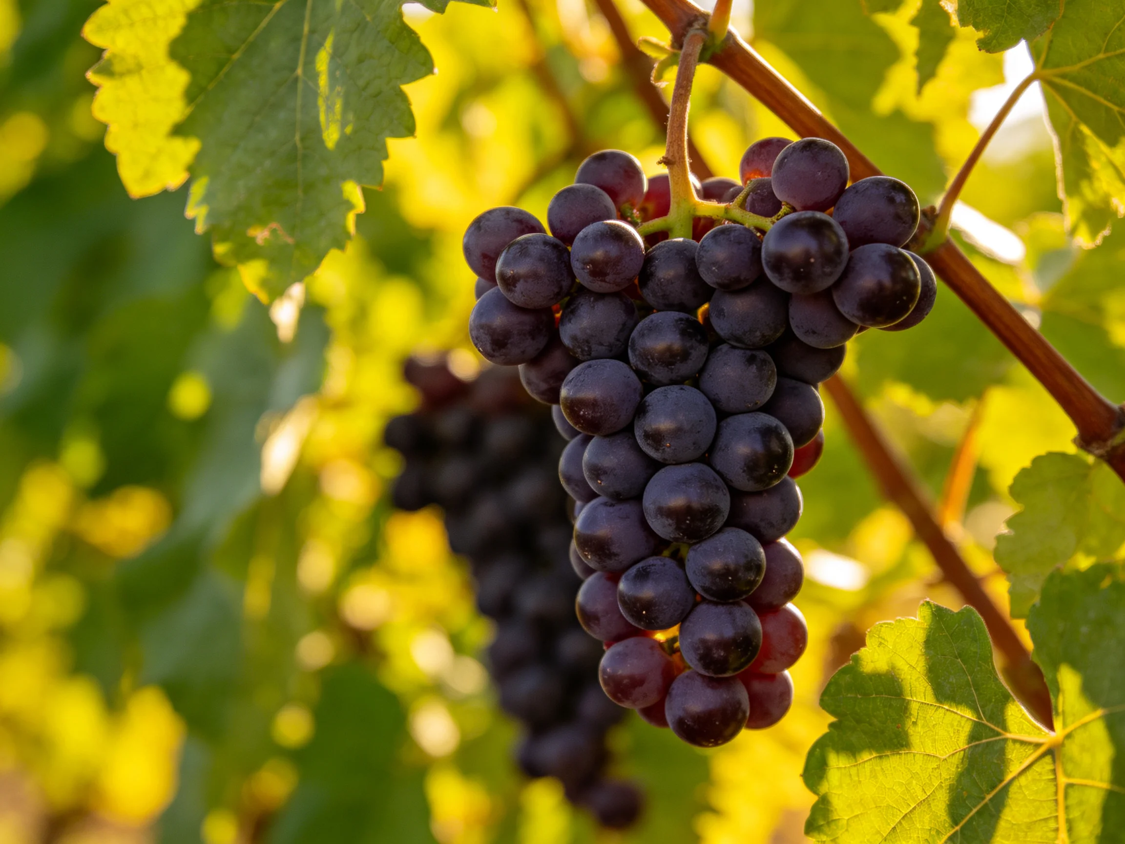Rich, dark purple grape bunches hang from vines amid sunlit green foliage
