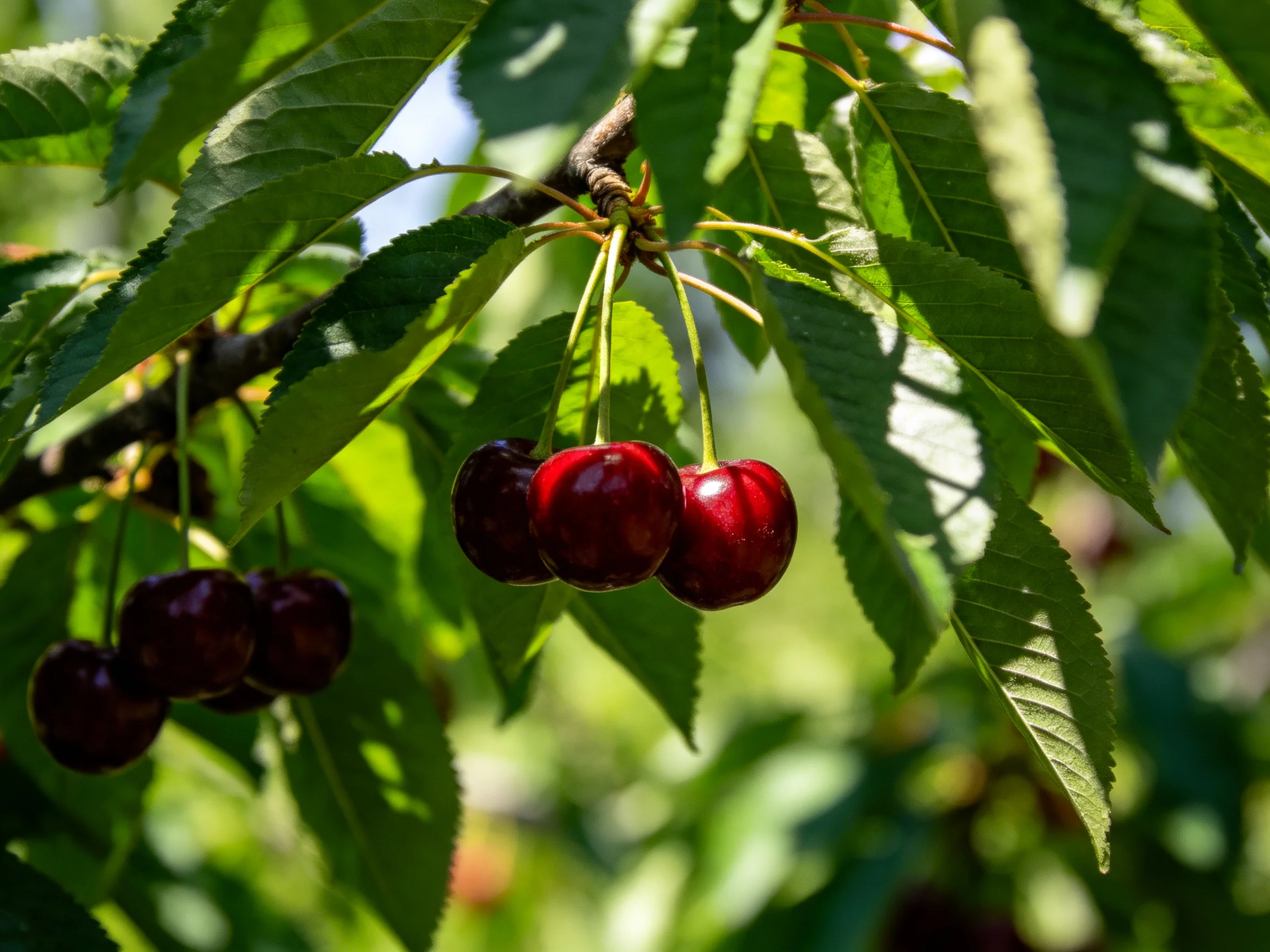 Rich red and dark cherries hang among lush green leaves