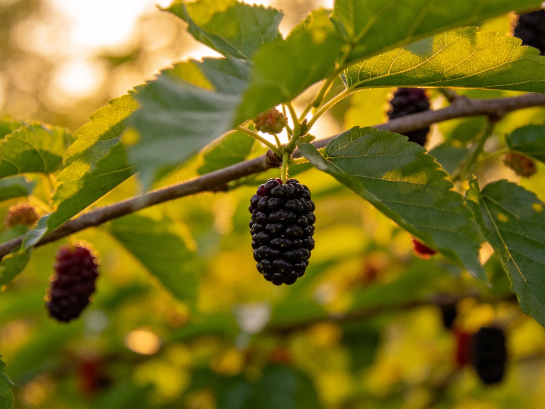 Ripe Black Mulberries Dangle From Branches Amid Vibrant Green Foliage