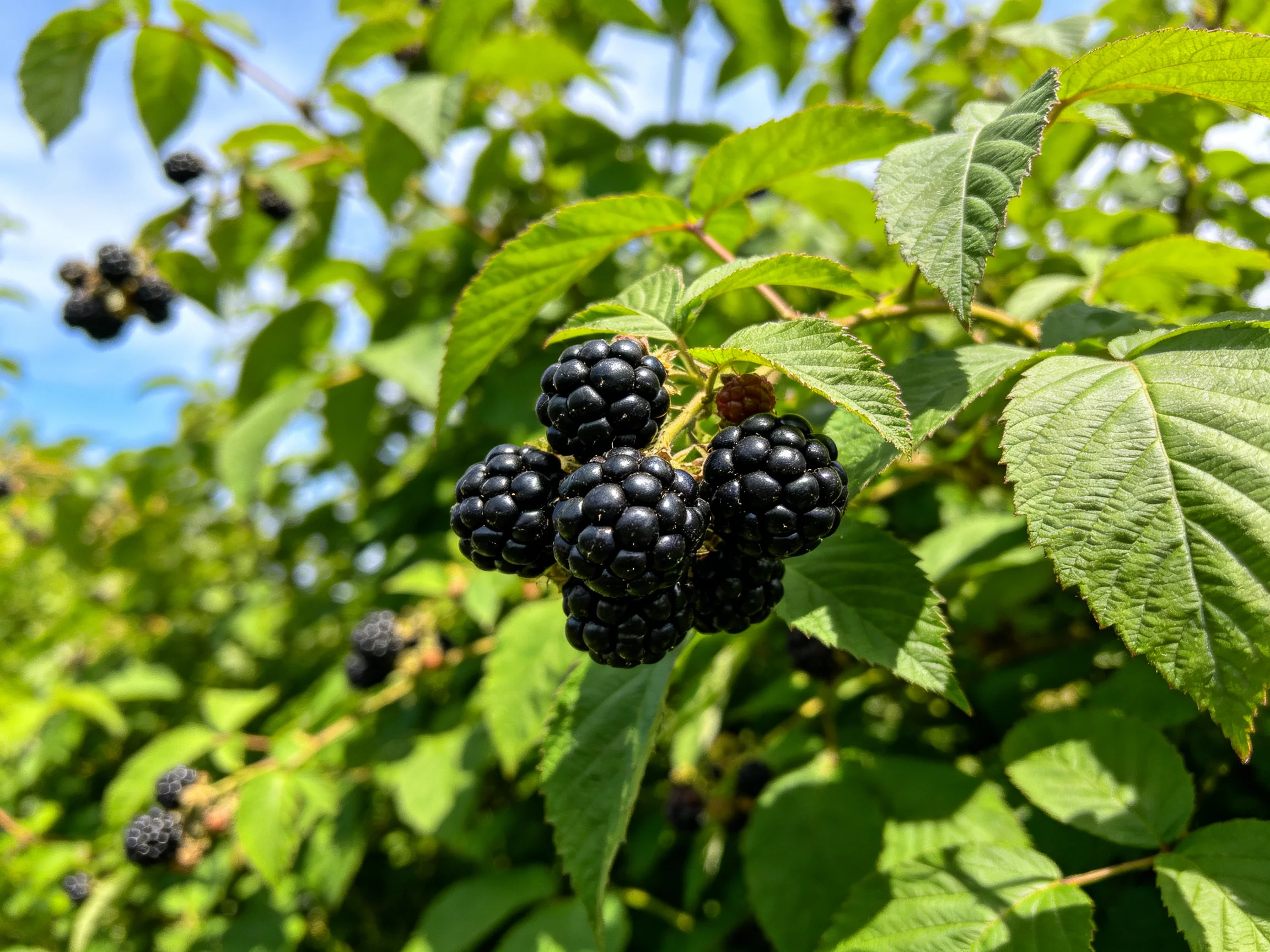 Ripe blackberries cluster amid vibrant green foliage in sunny conditions
