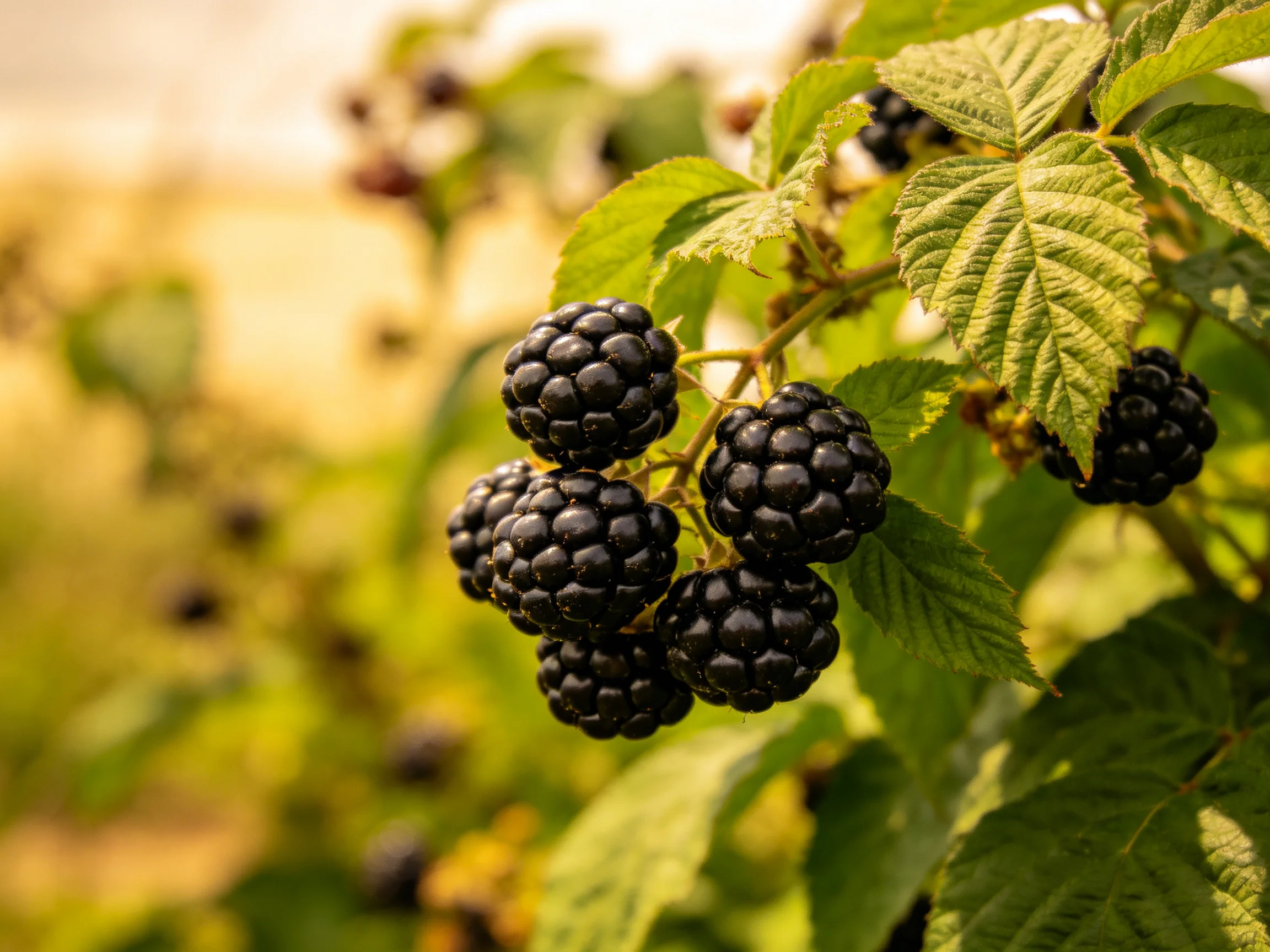 Ripe blackberries cluster on a bush with green foliage in natural light