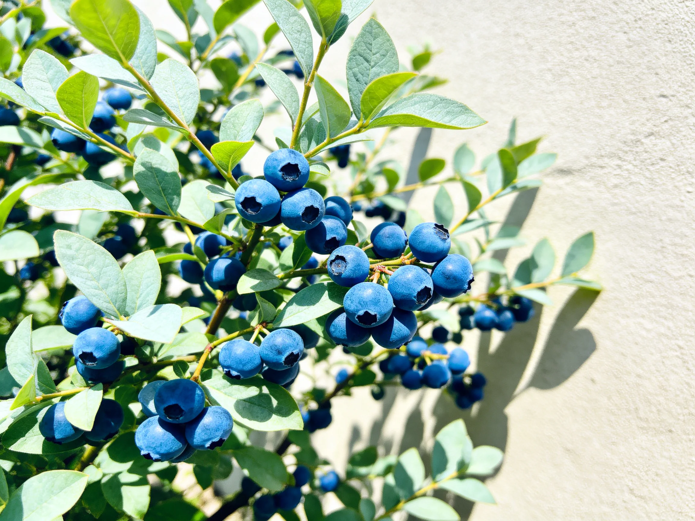 Ripe blueberries cluster amid vibrant green leaves near a light-colored wall