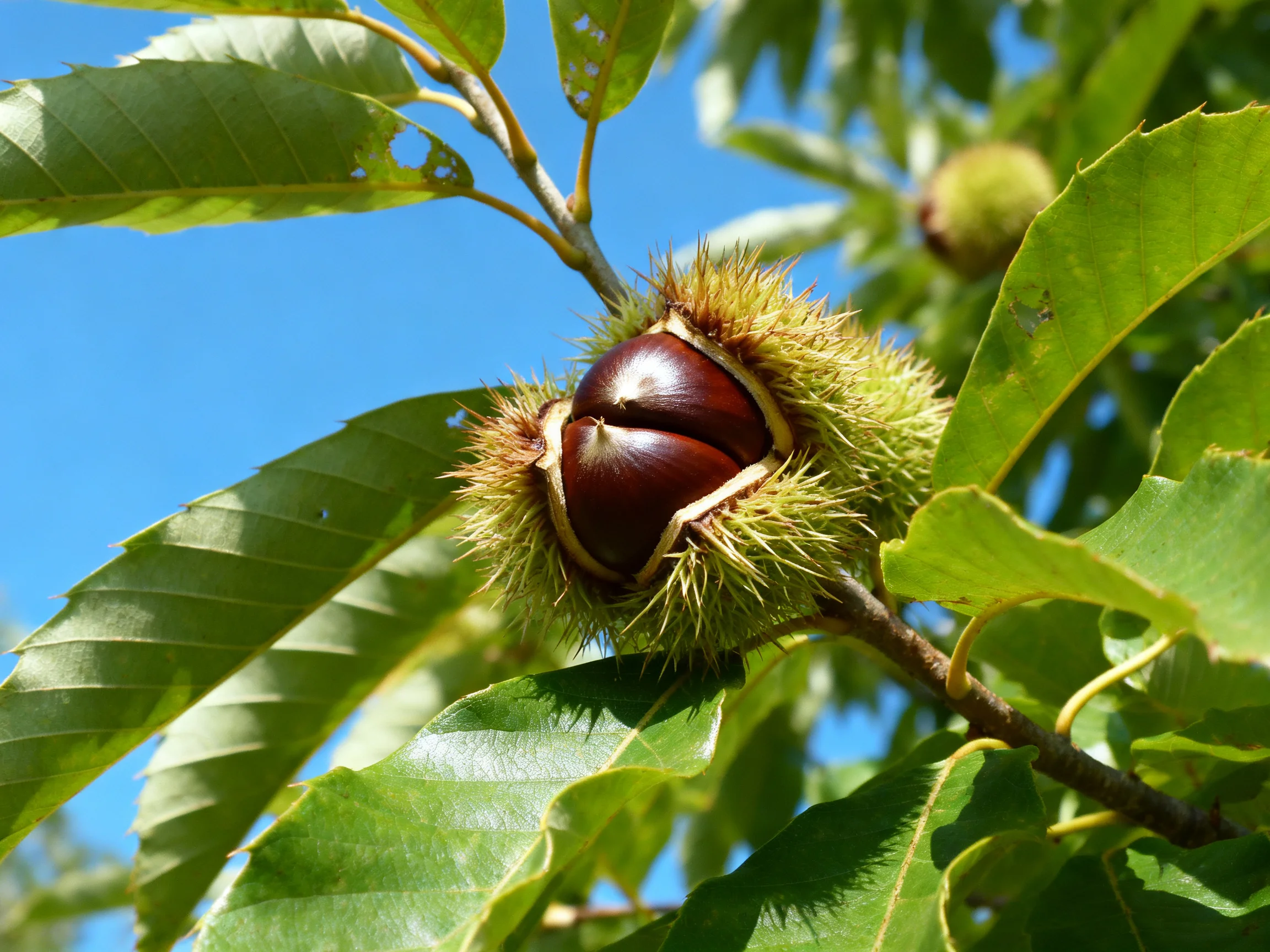 Ripe brown chestnuts in spiky green husks on a leafy branch