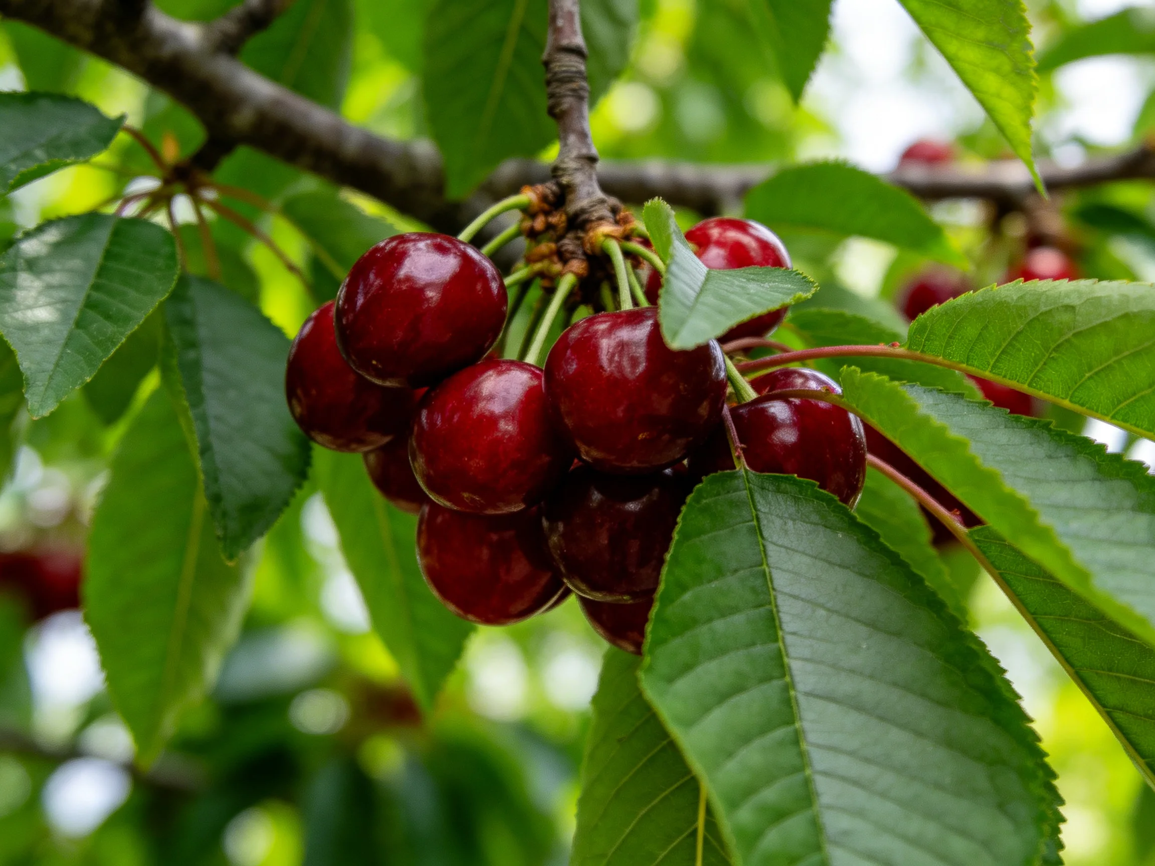 Ripe dark red cherries clustered on a tree branch
