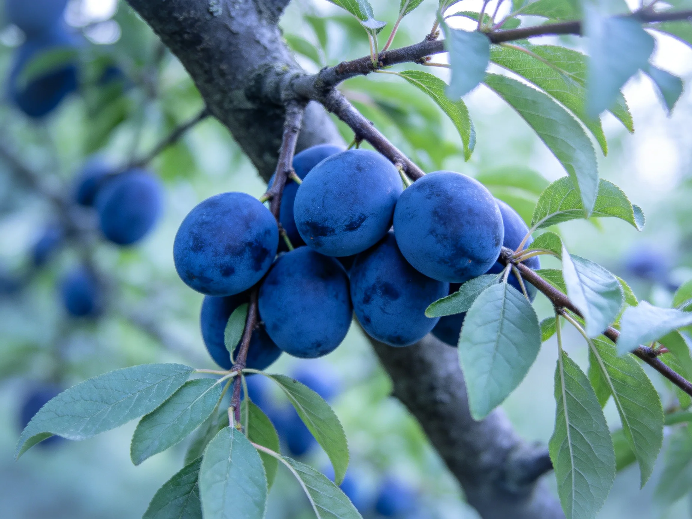 Ripe deep-blue plums cluster on a tree branch with lush green leaves