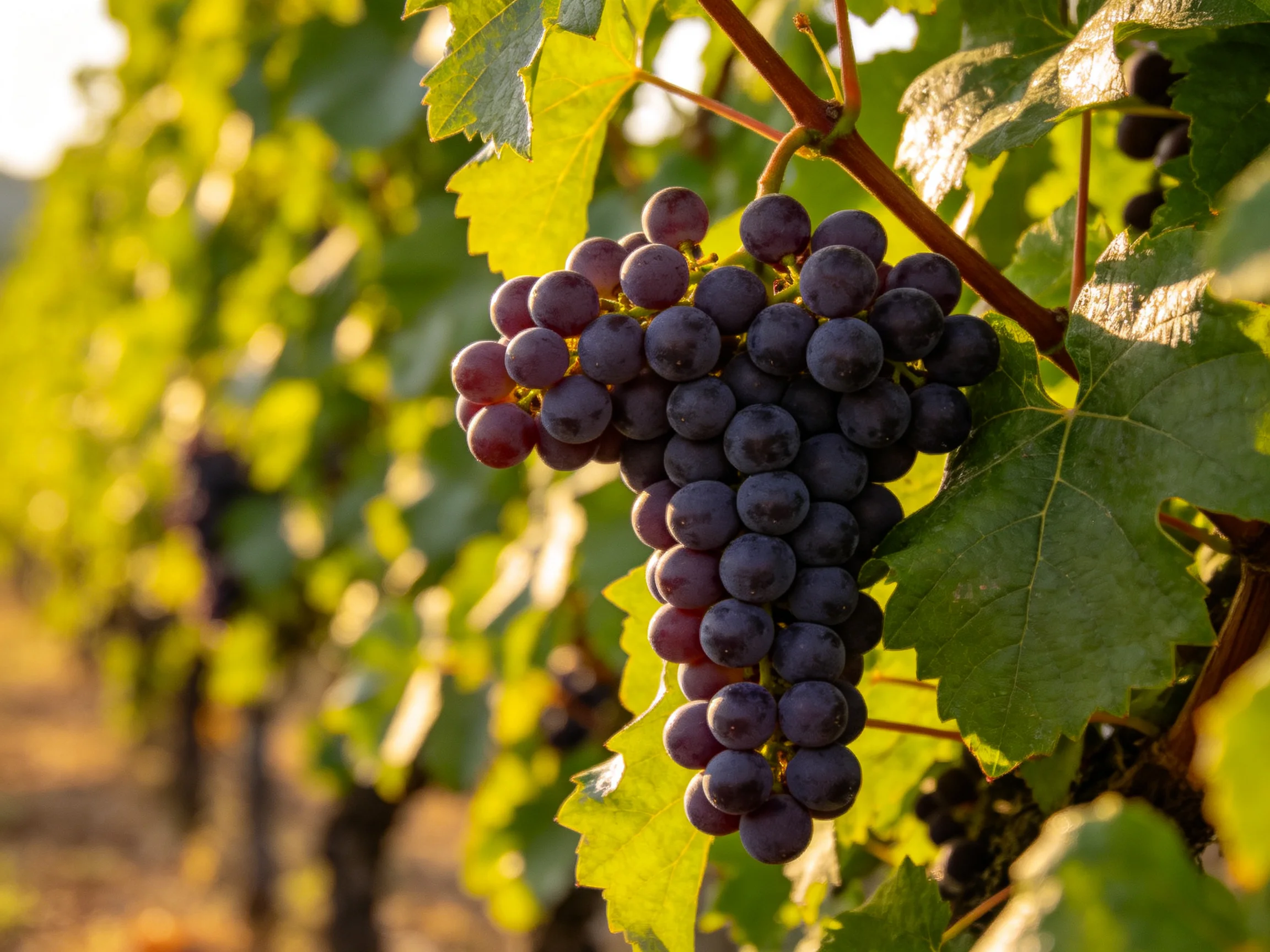 Ripe deep purple grapes cluster on lush green vines under golden sunlight