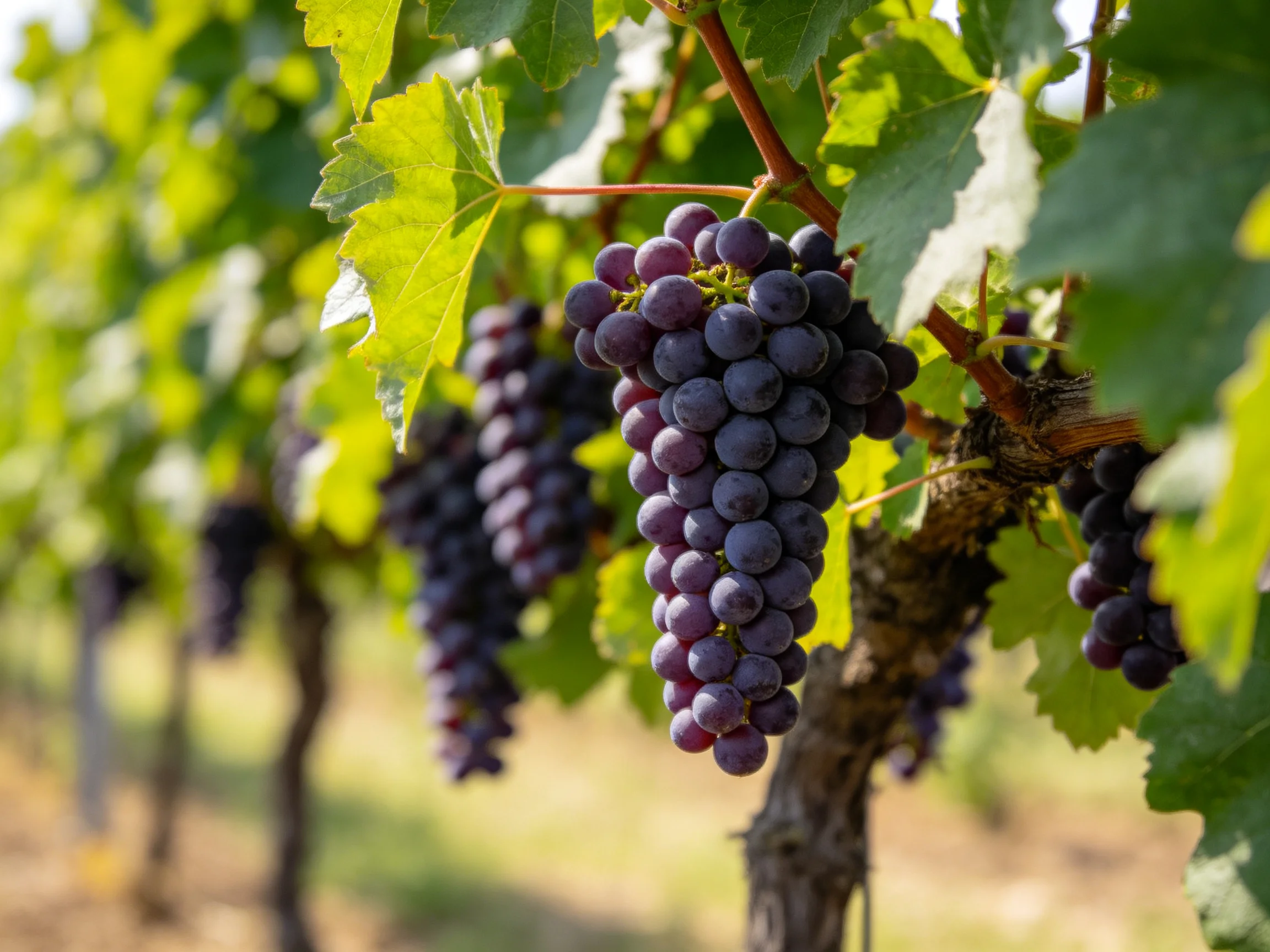 Ripe purple grape clusters hang from lush vines in a sunlit vineyard