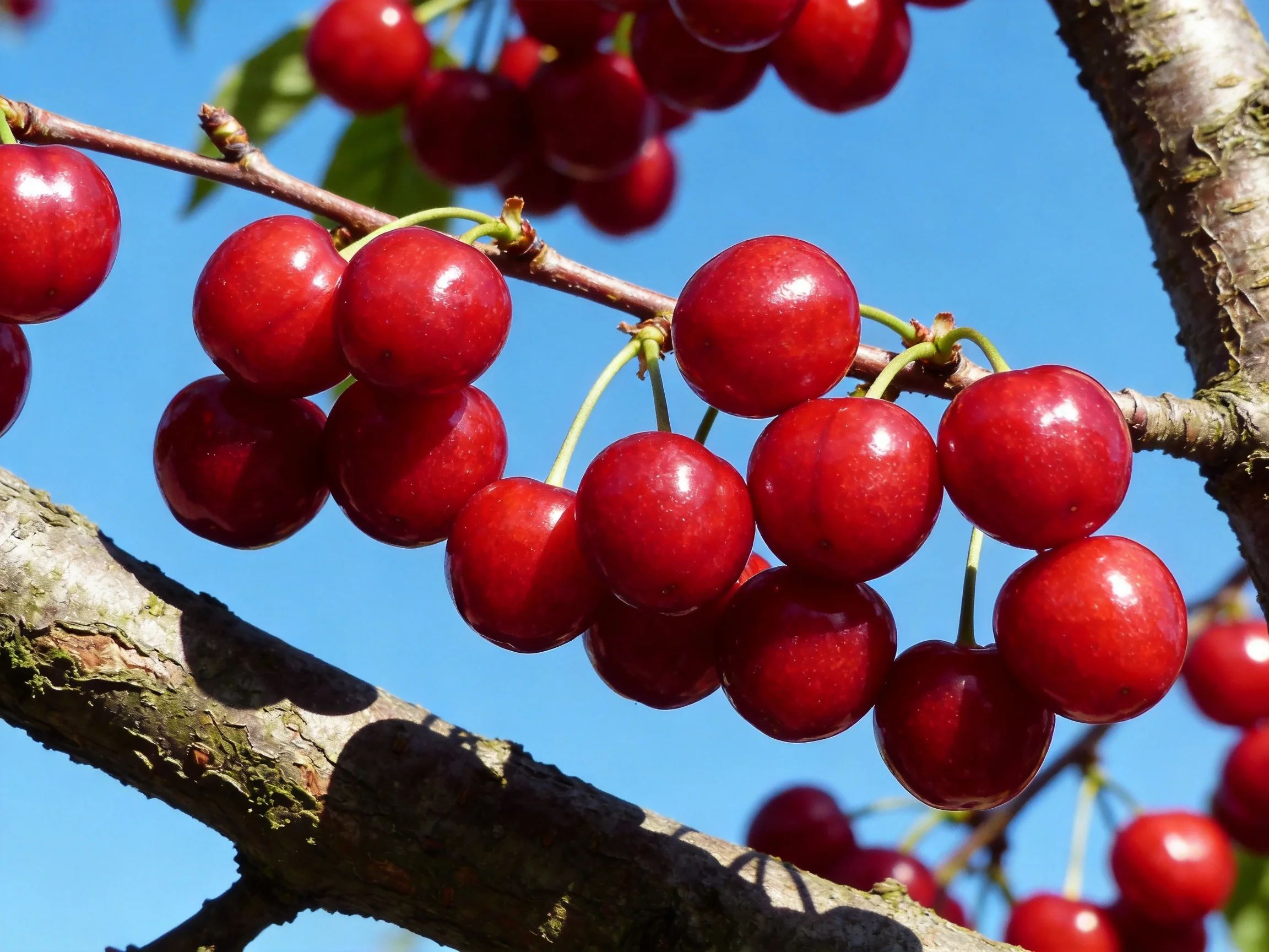 Ripe red cherries abundant on tree branches against clear blue sky