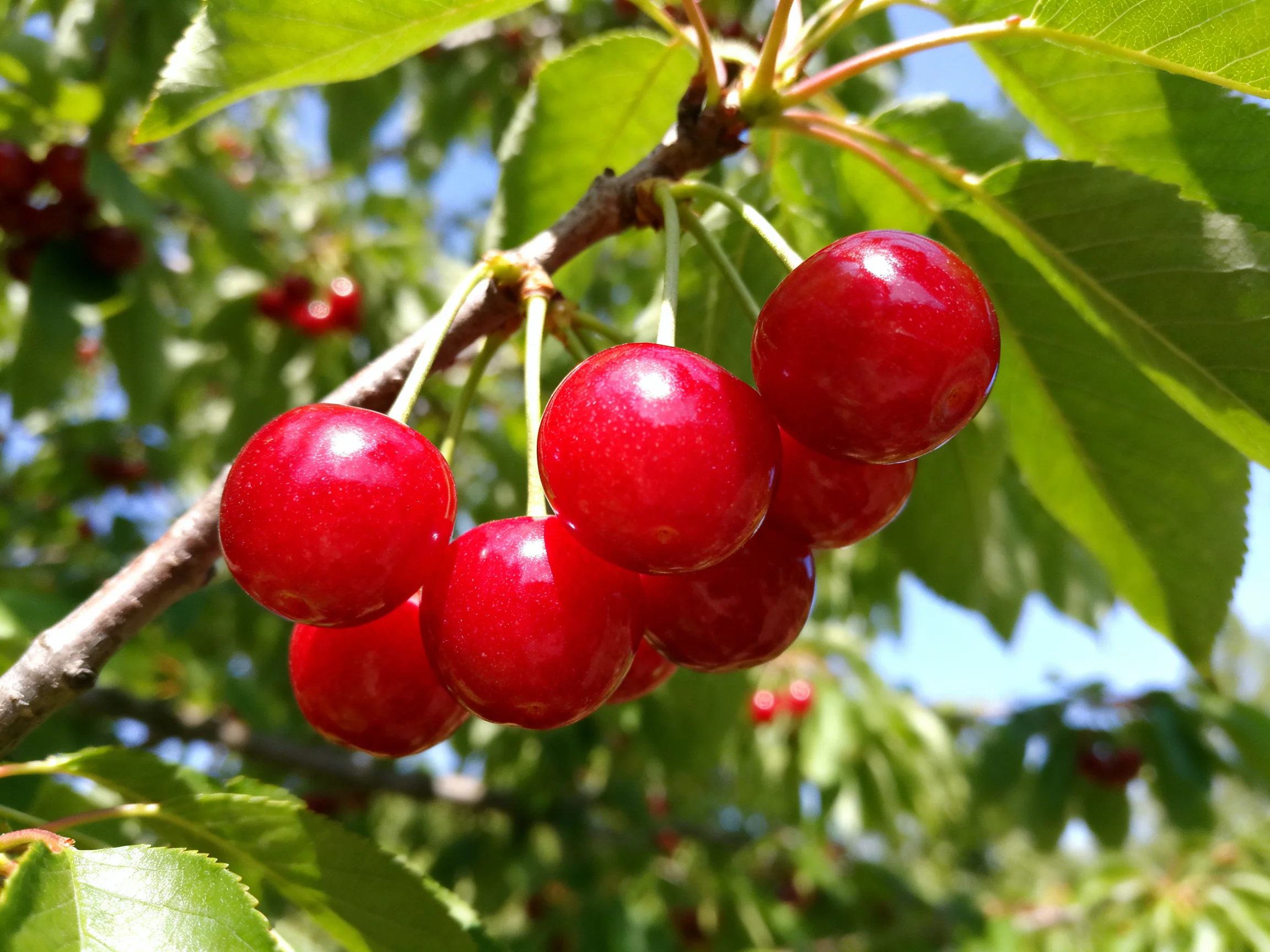 Ripe red cherries cluster on a tree branch amid green foliage