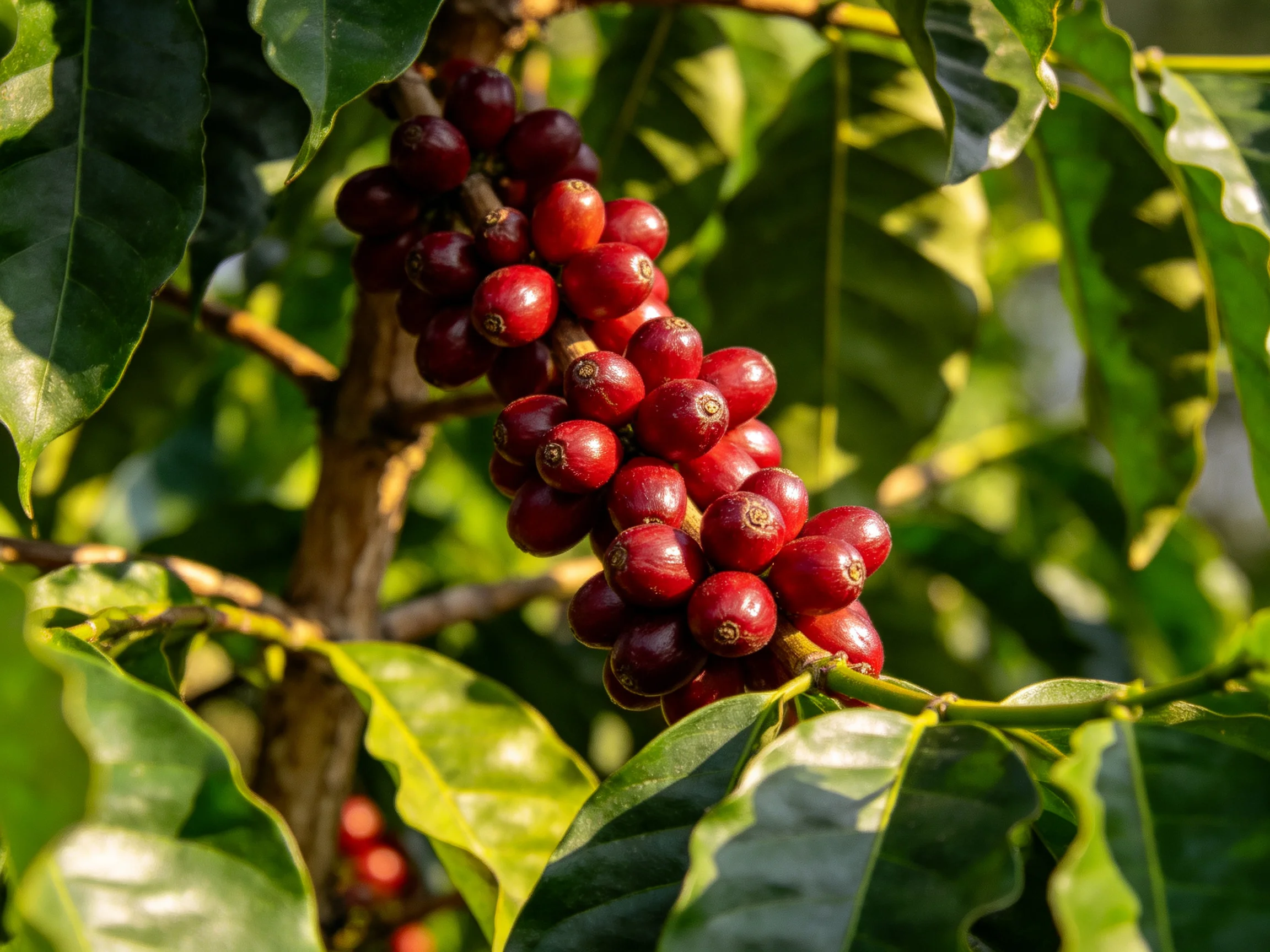 Ripe red coffee cherries cluster densely among glossy green foliage