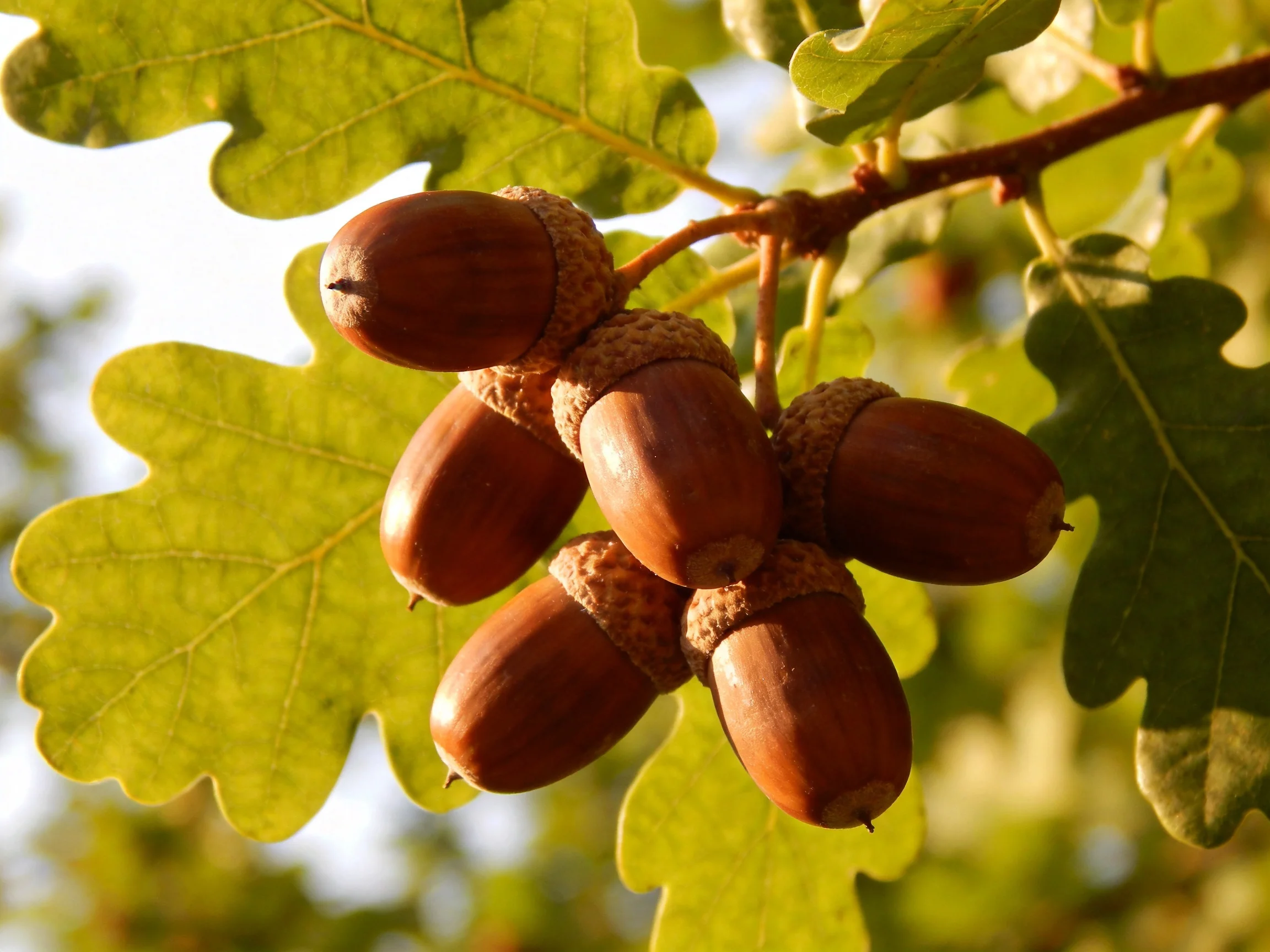 Several brown acorns clustered on an oak branch with large green leaves