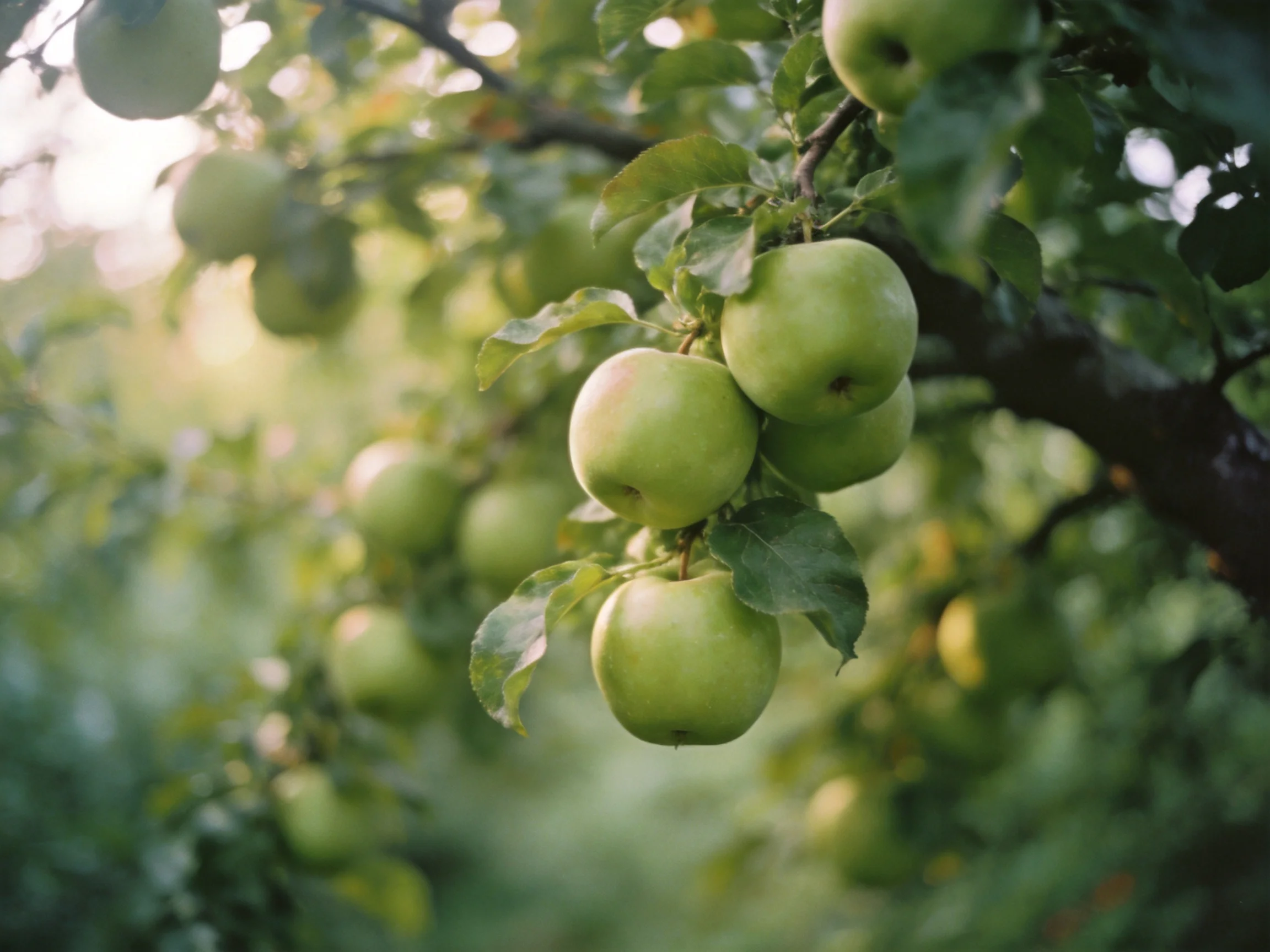 Several green apples cluster on a sunlit apple tree branch