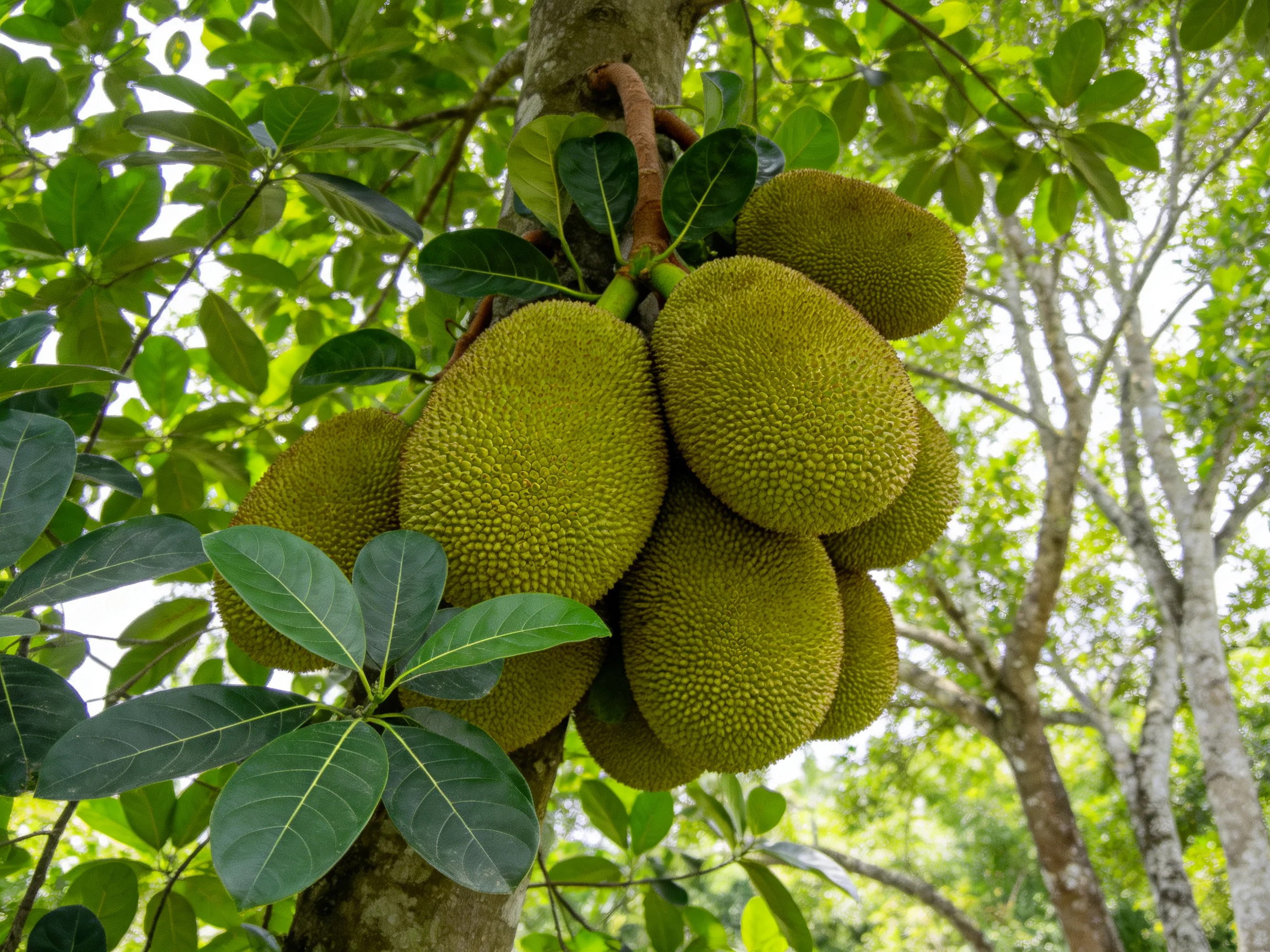 Several large green jackfruits cluster on a tree branch