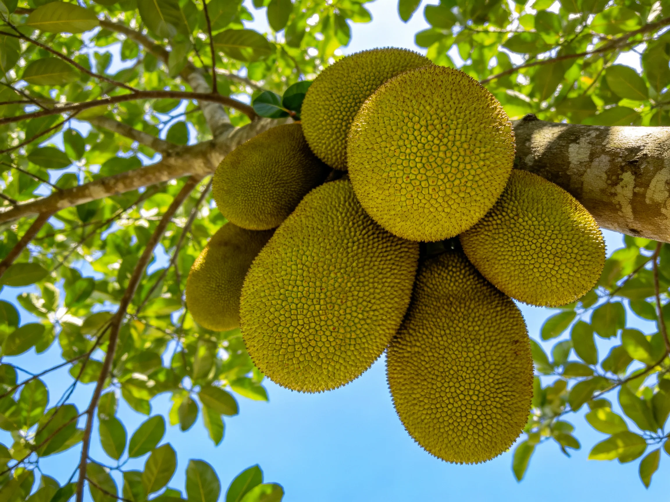 Several large yellow-green jackfruits clustered on a tree branch