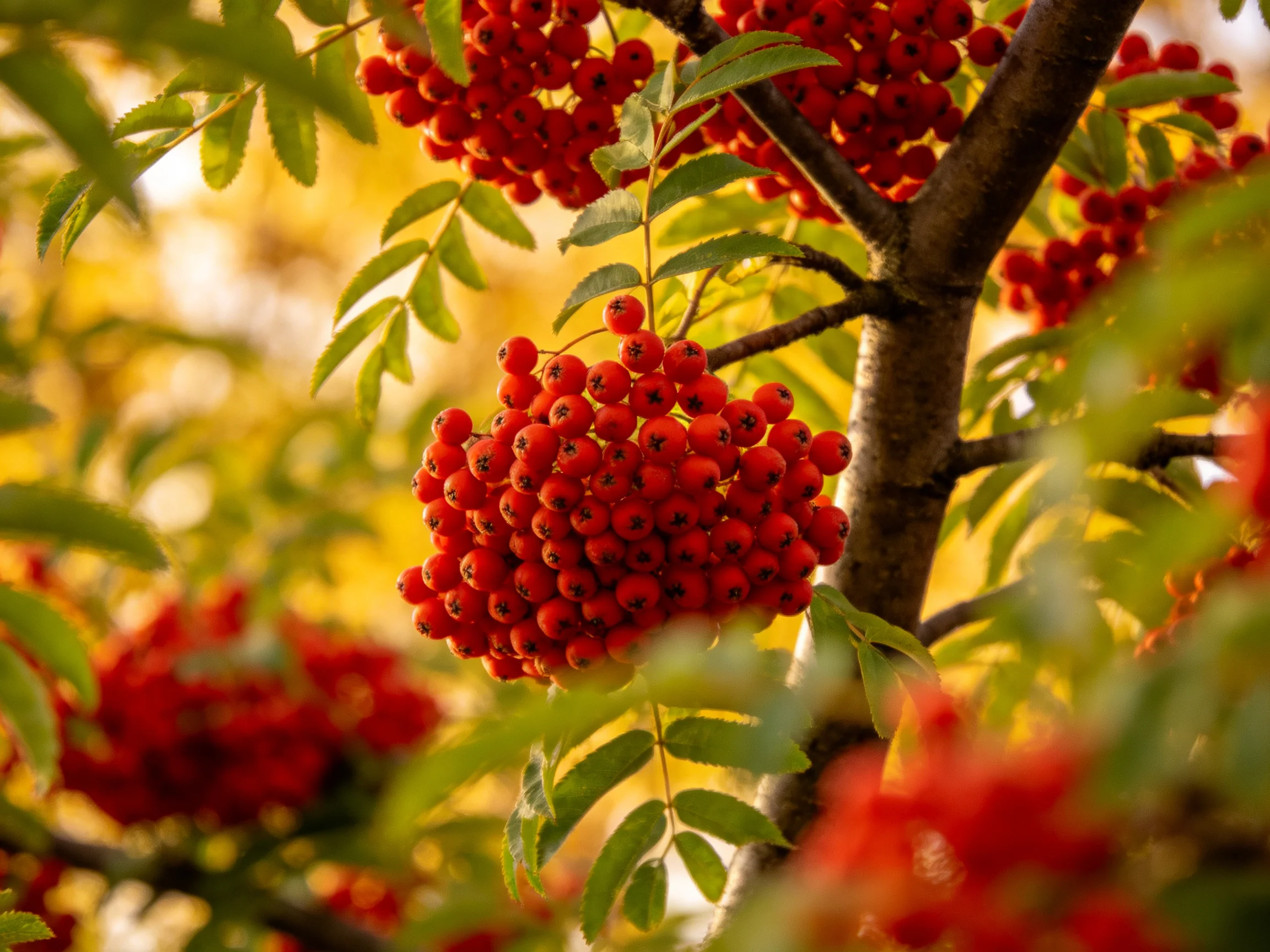 Several vibrant red berry clusters hang from tree branches with green foliage.