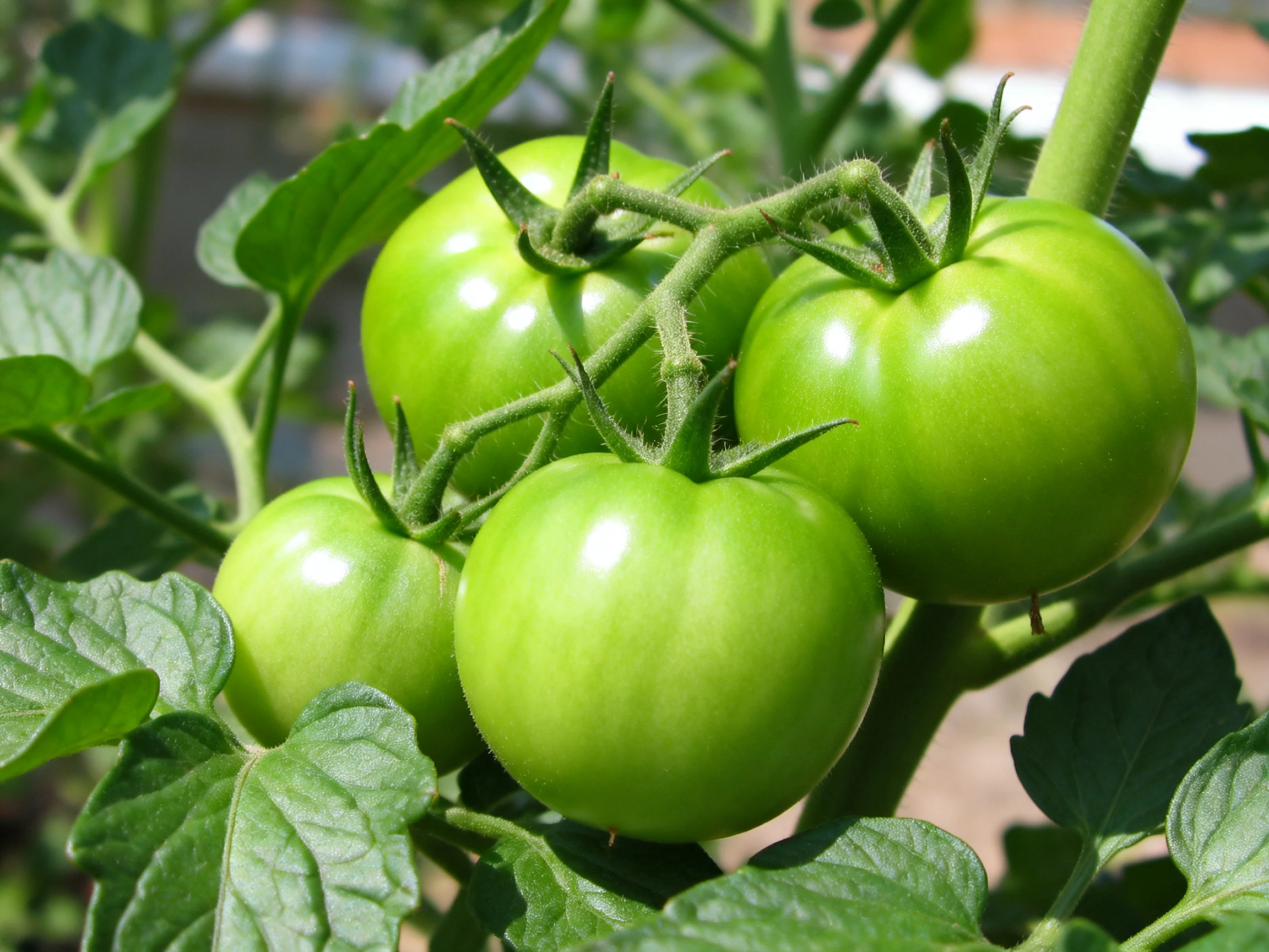 Six glossy green tomatoes cluster on a leafy vine