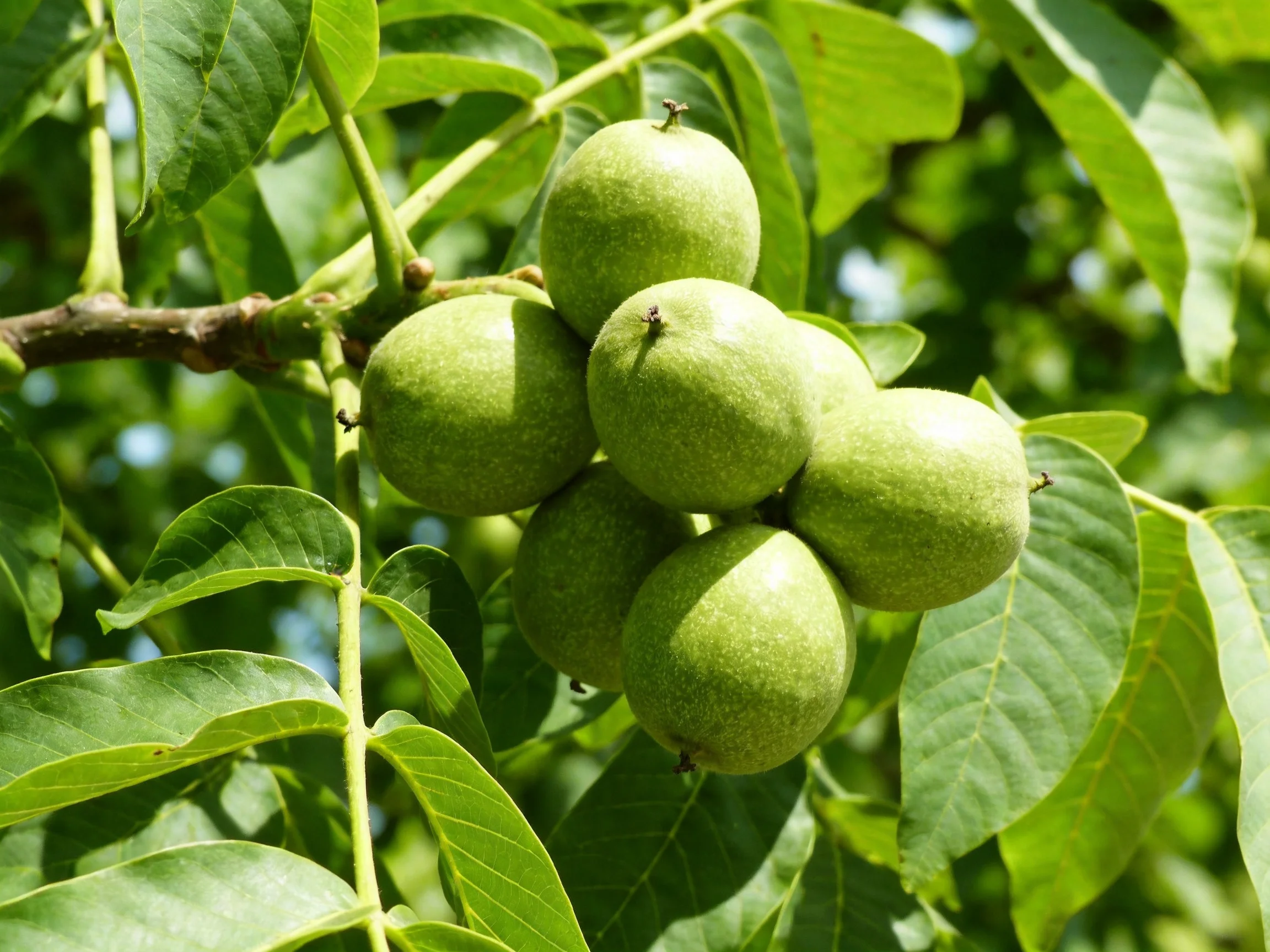 Six green walnuts cluster amid lush green leaves