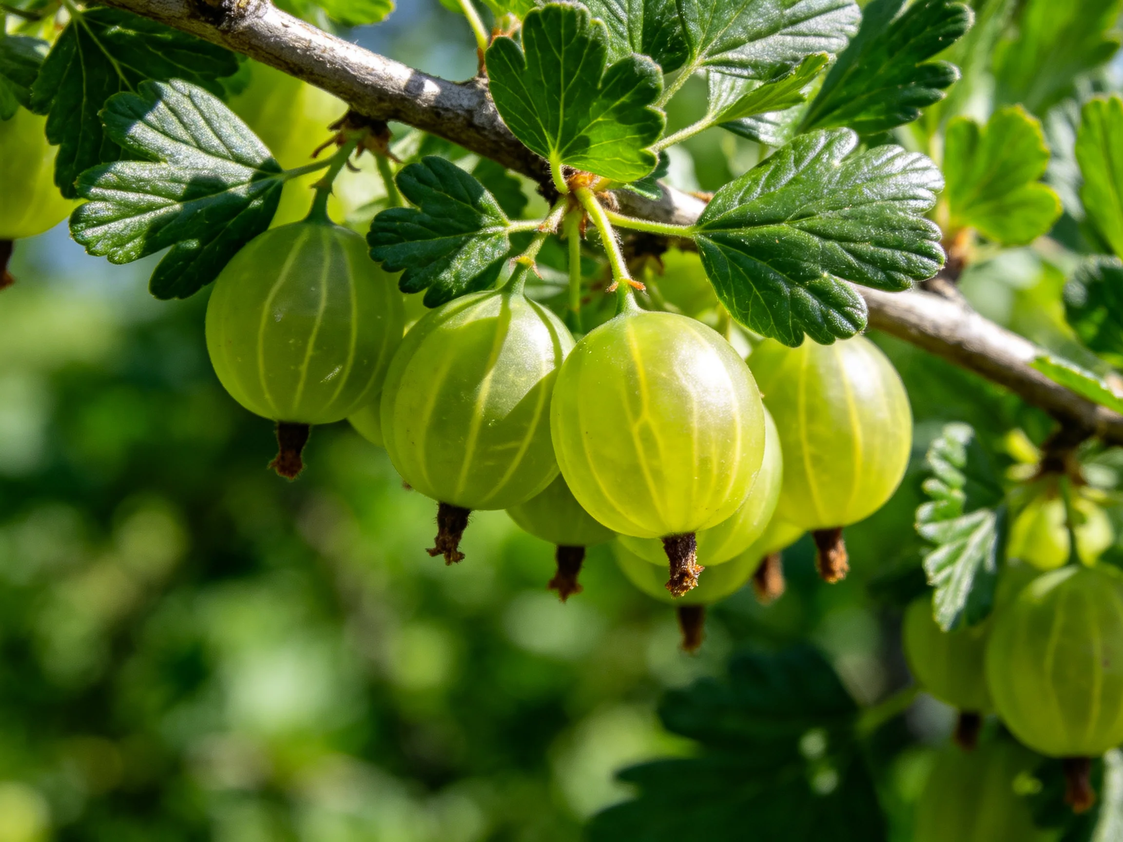 Six vibrant green gooseberries hang from a branch amid lush foliage