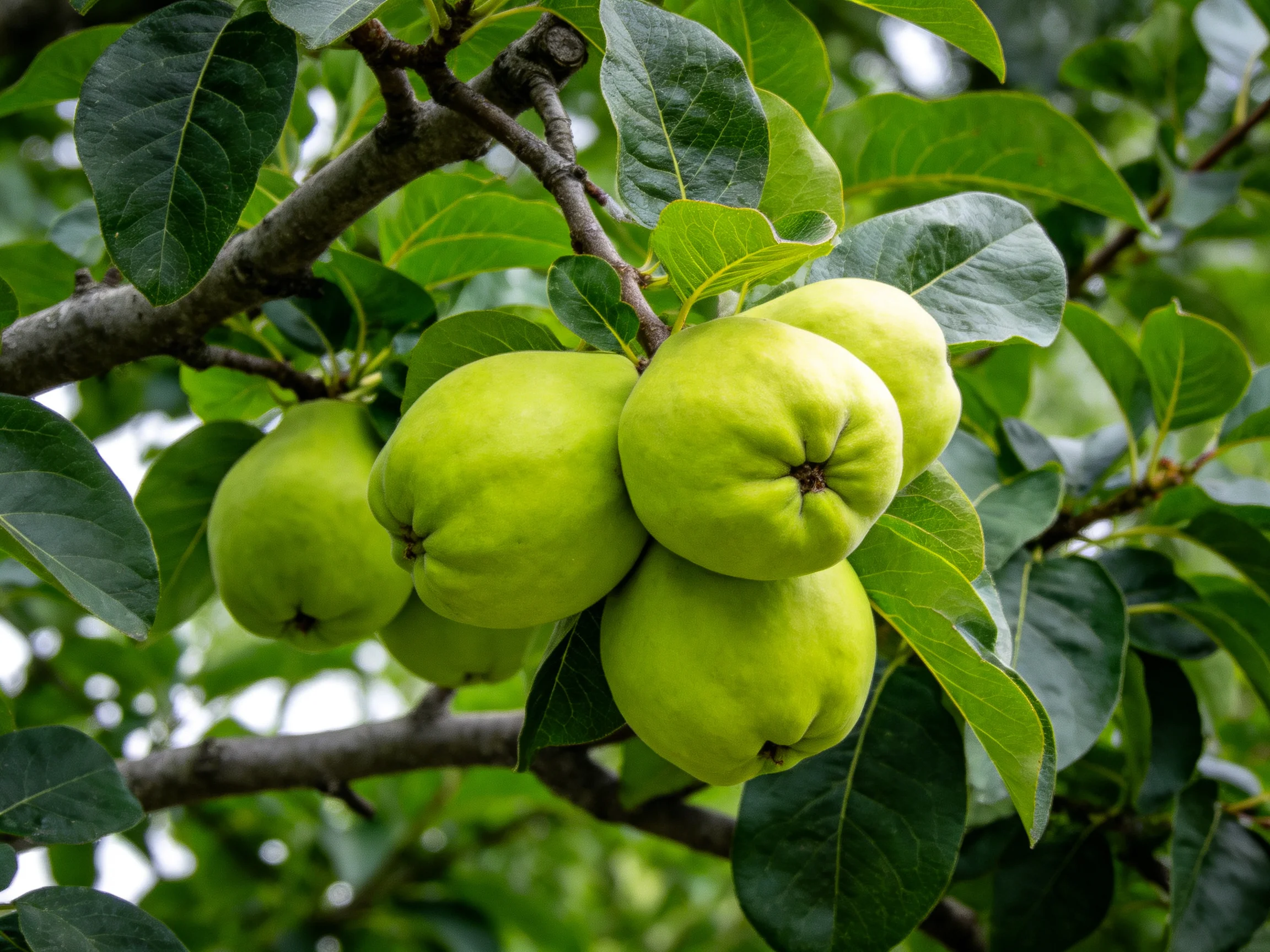 Six vibrant green quince fruits cluster on a leafy tree branch