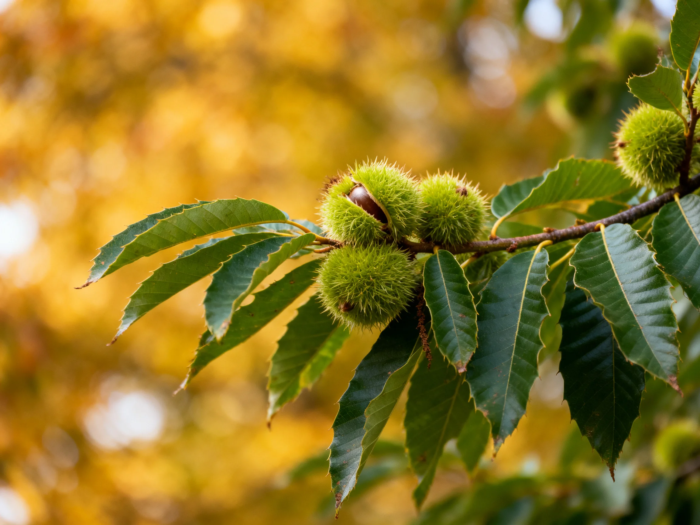 Spiky green chestnuts cluster on a branch with glossy leaves