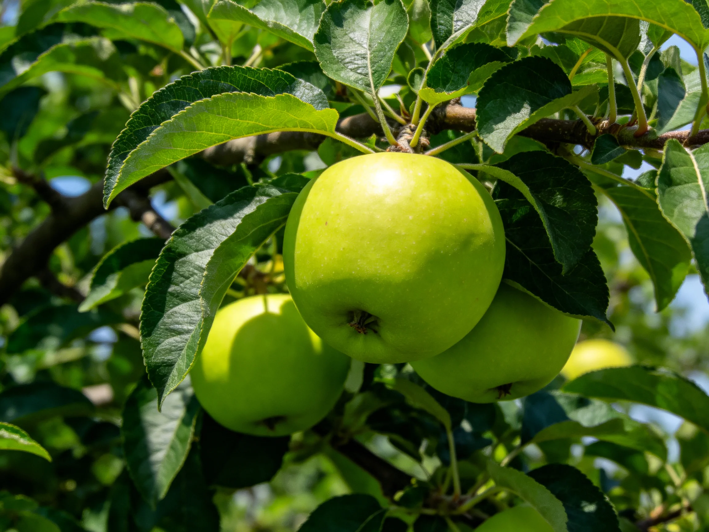 Three bright green apples cluster on a leafy apple tree branch