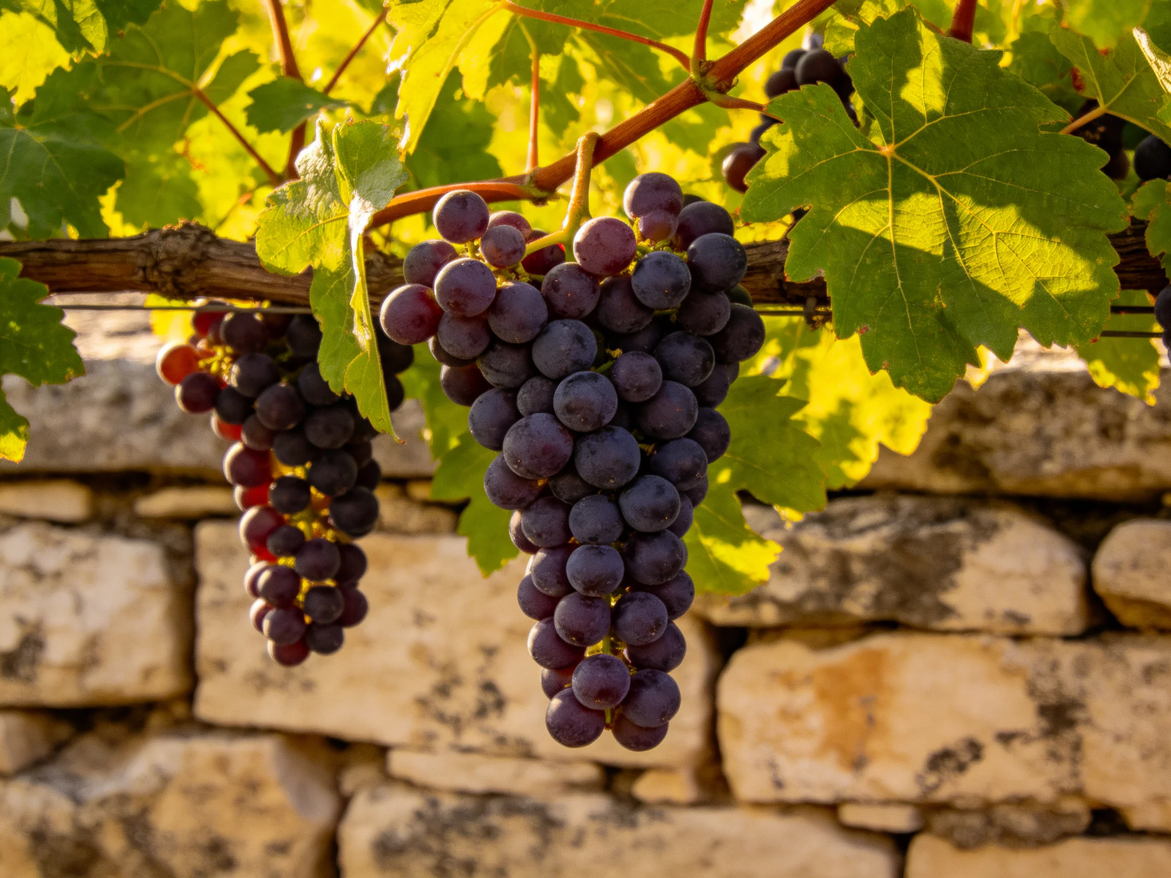 Three clusters of deep purple grapes hang from a vine near a stone wall