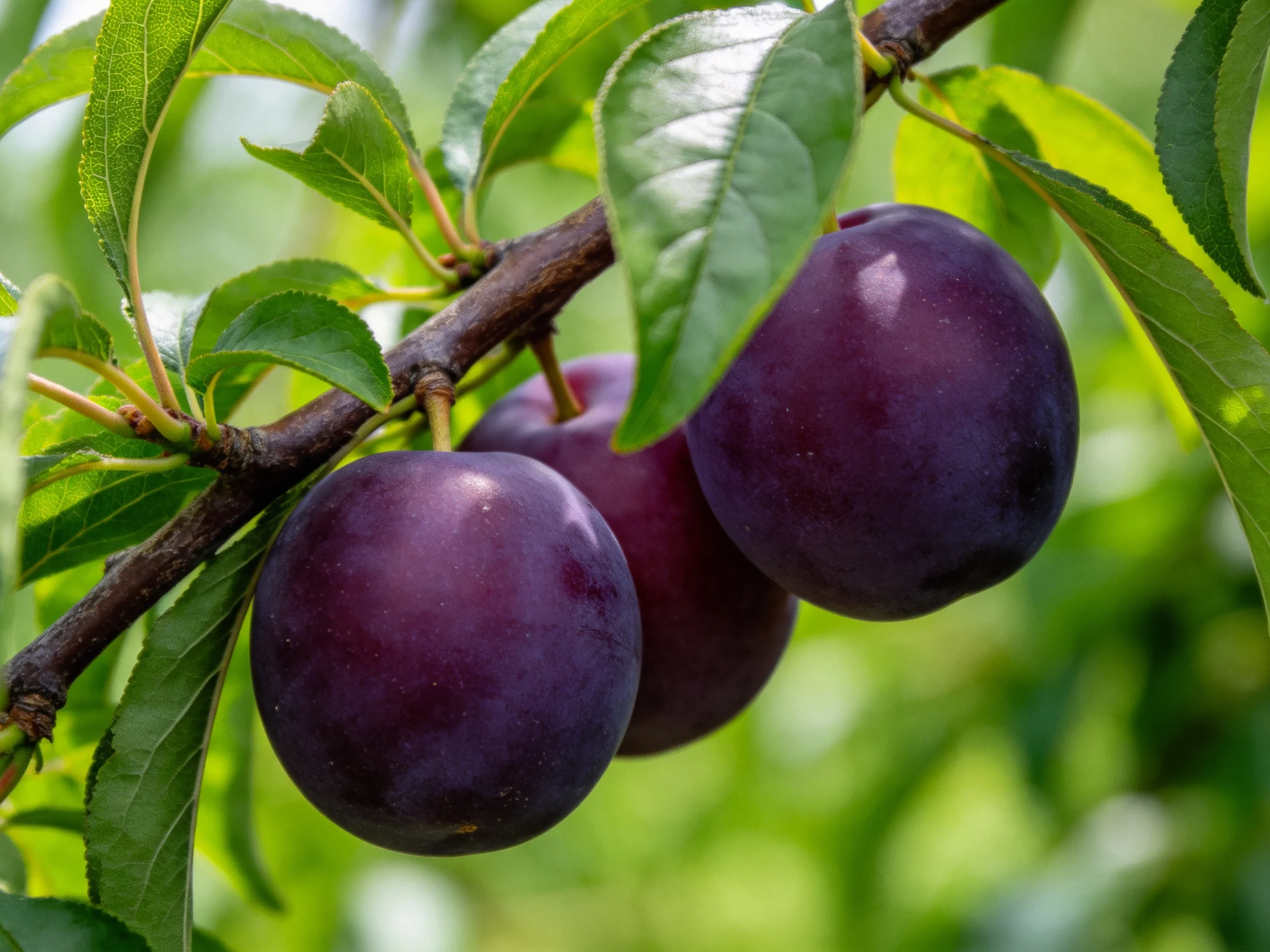 Three deep-purple plums hang from a tree branch amid lush green foliage