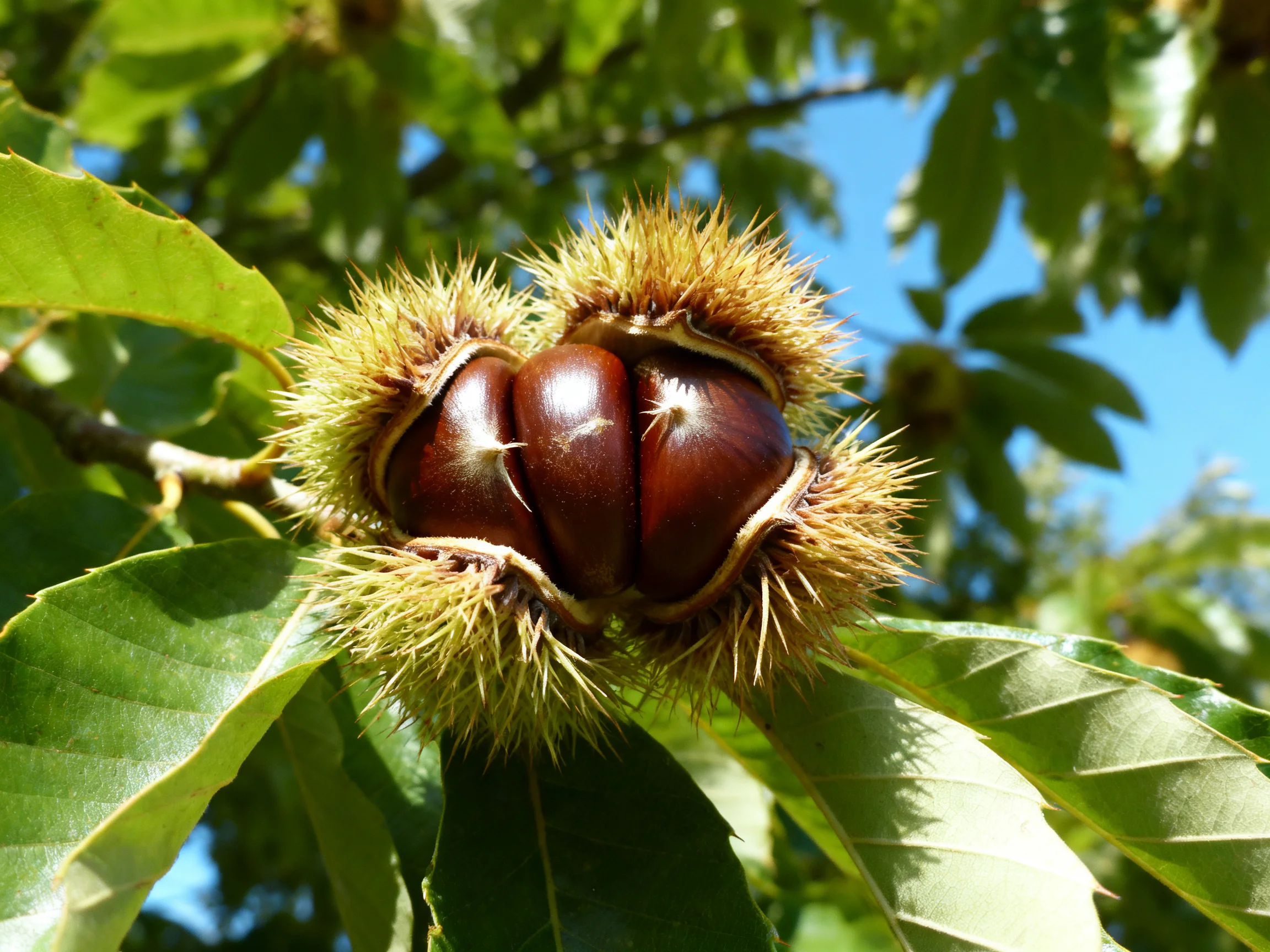 Three glossy chestnuts in spiky husks among green leaves