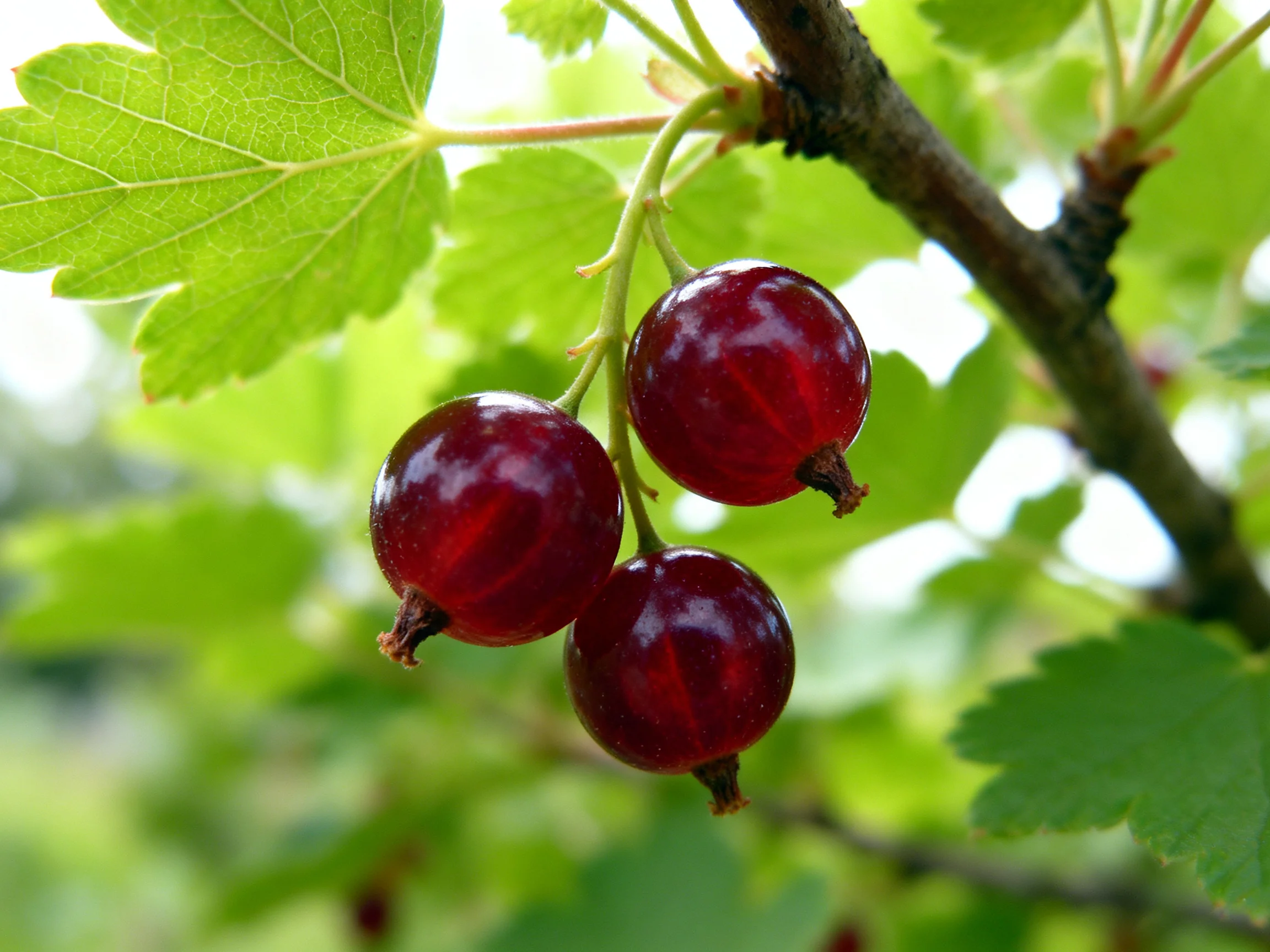 Three glossy red berries cluster on a branch with vibrant green leaves