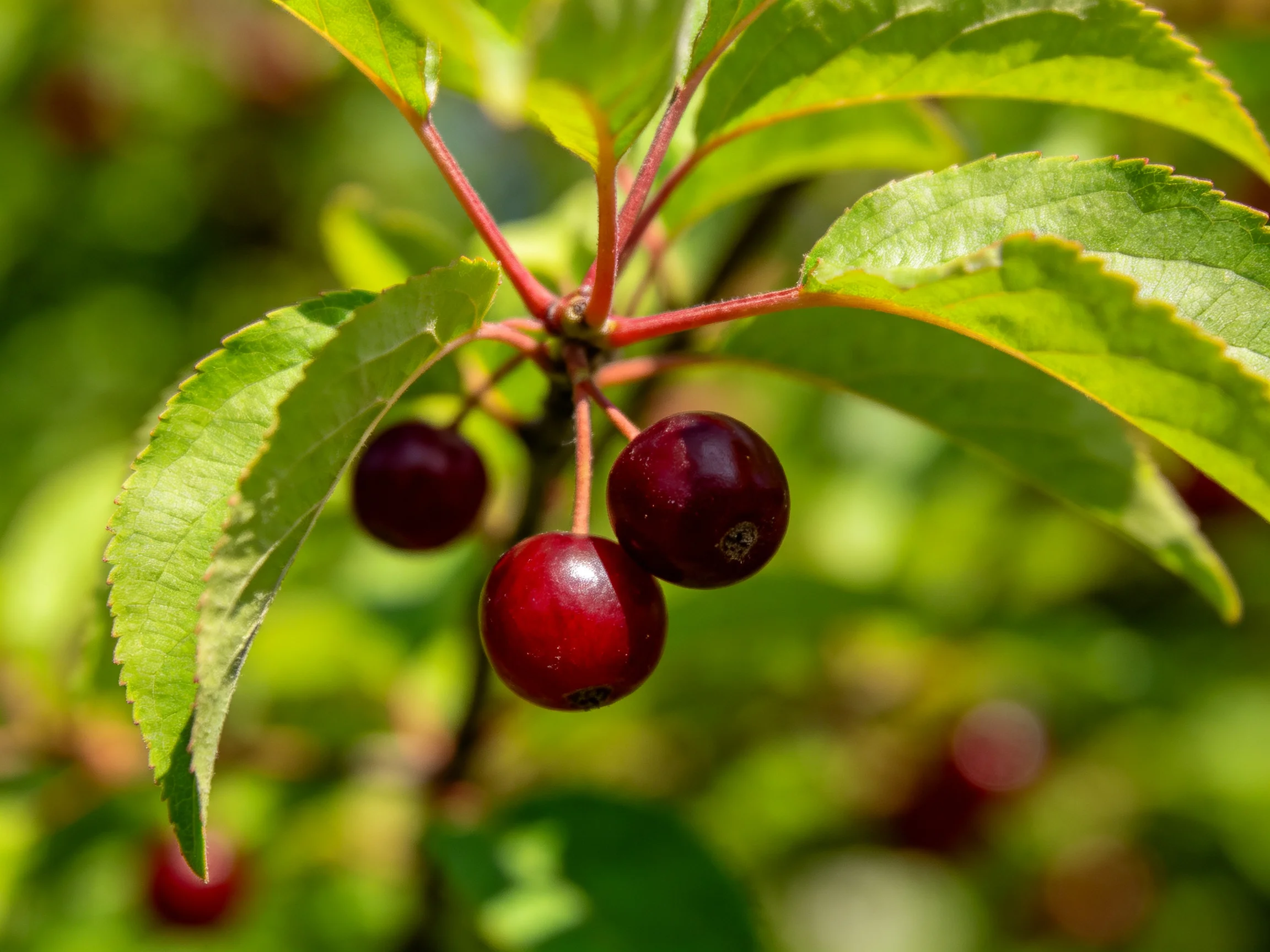 Three glossy red berries hang from a branch with vibrant green leaves
