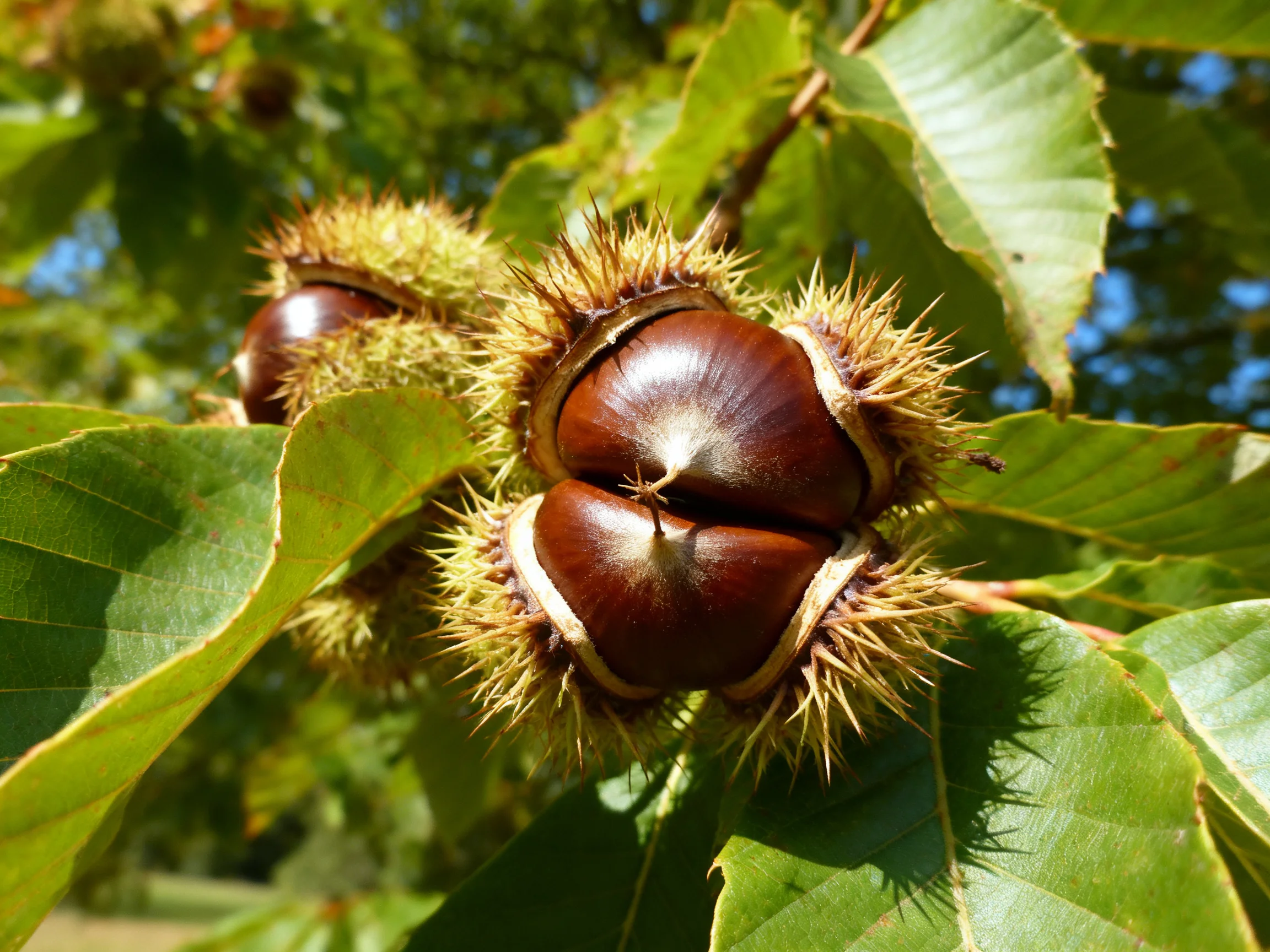 Three spiky brown chestnuts among vibrant green leaves