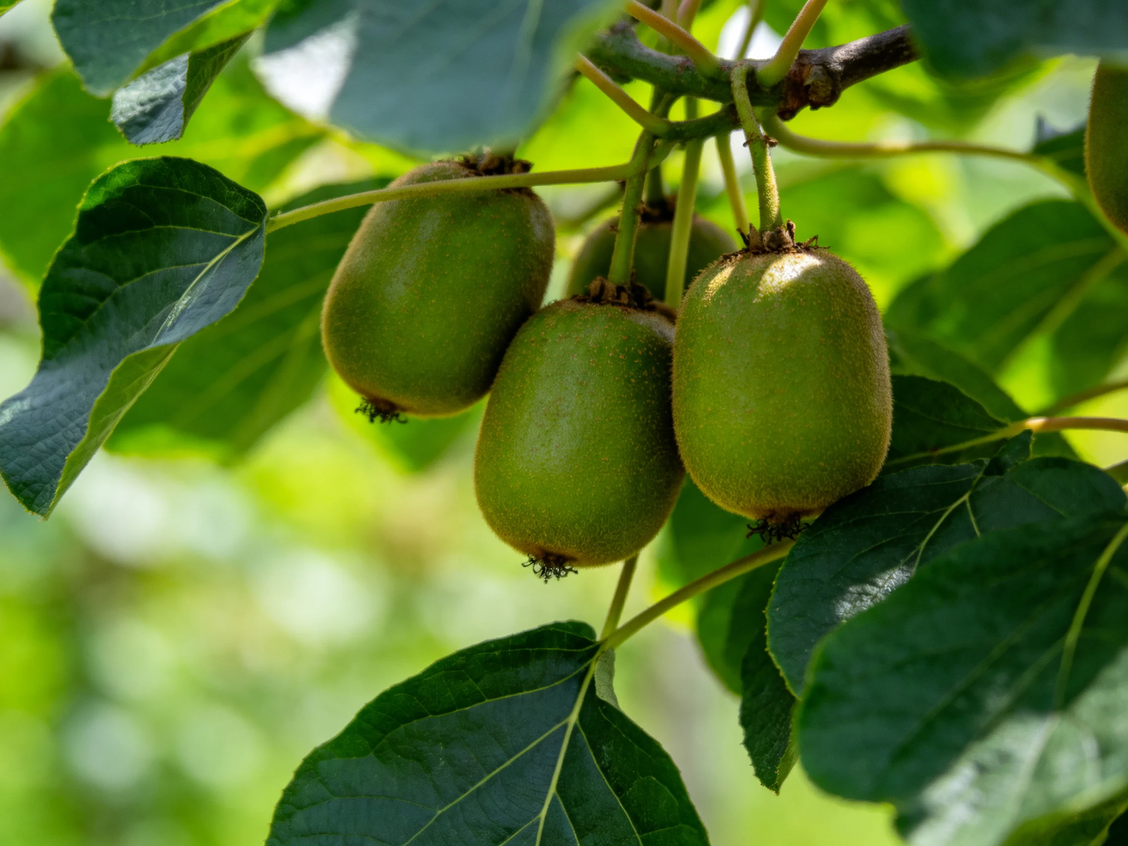 Three unripe green kiwis hang from a branch amid lush foliage