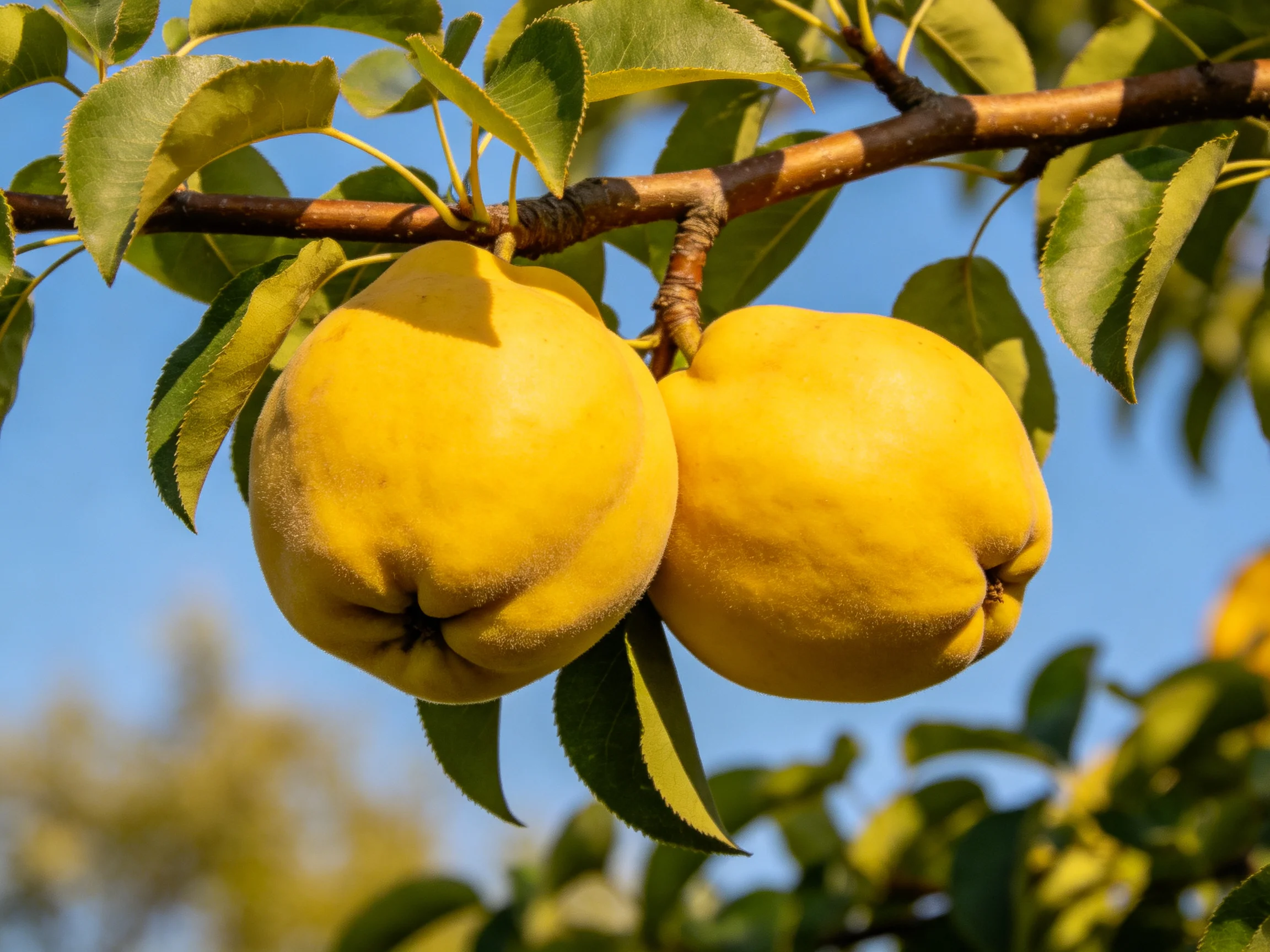 Two bright yellow fruits hang from a tree branch with green leaves
