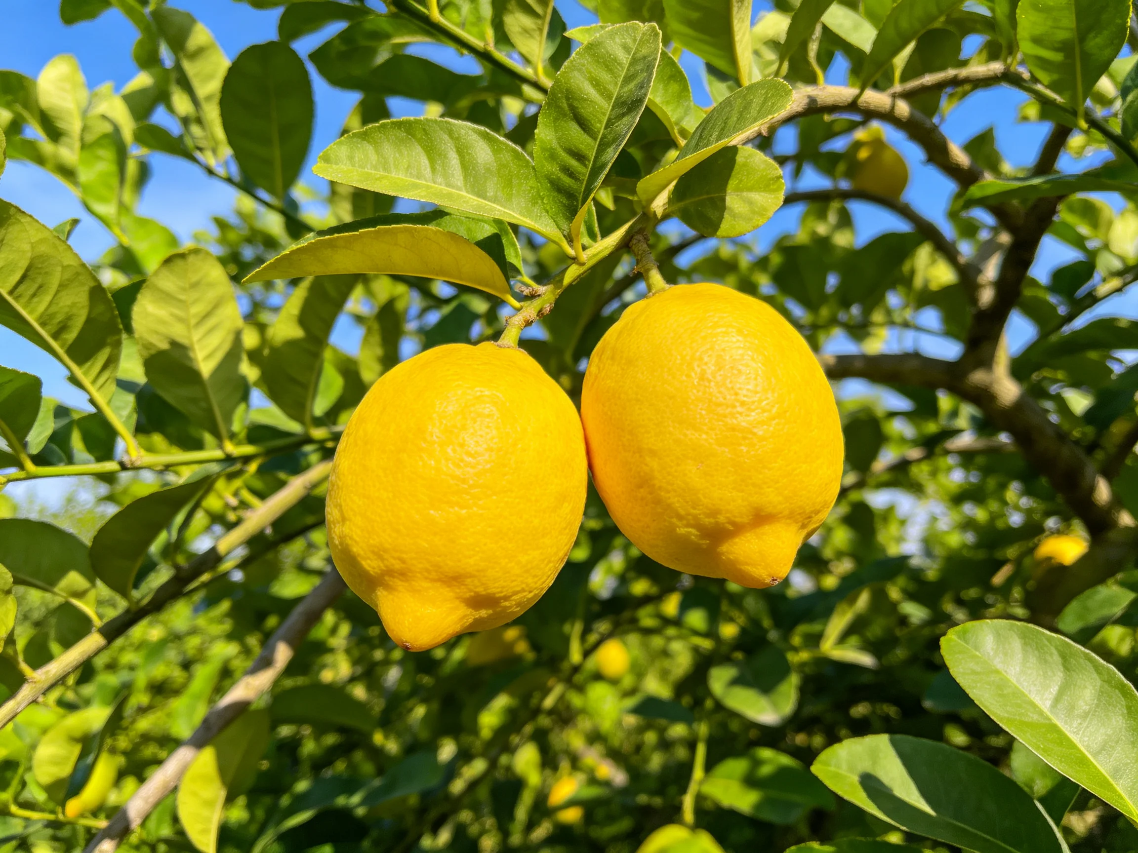 Two bright yellow lemons hang from a leafy lemon tree branch