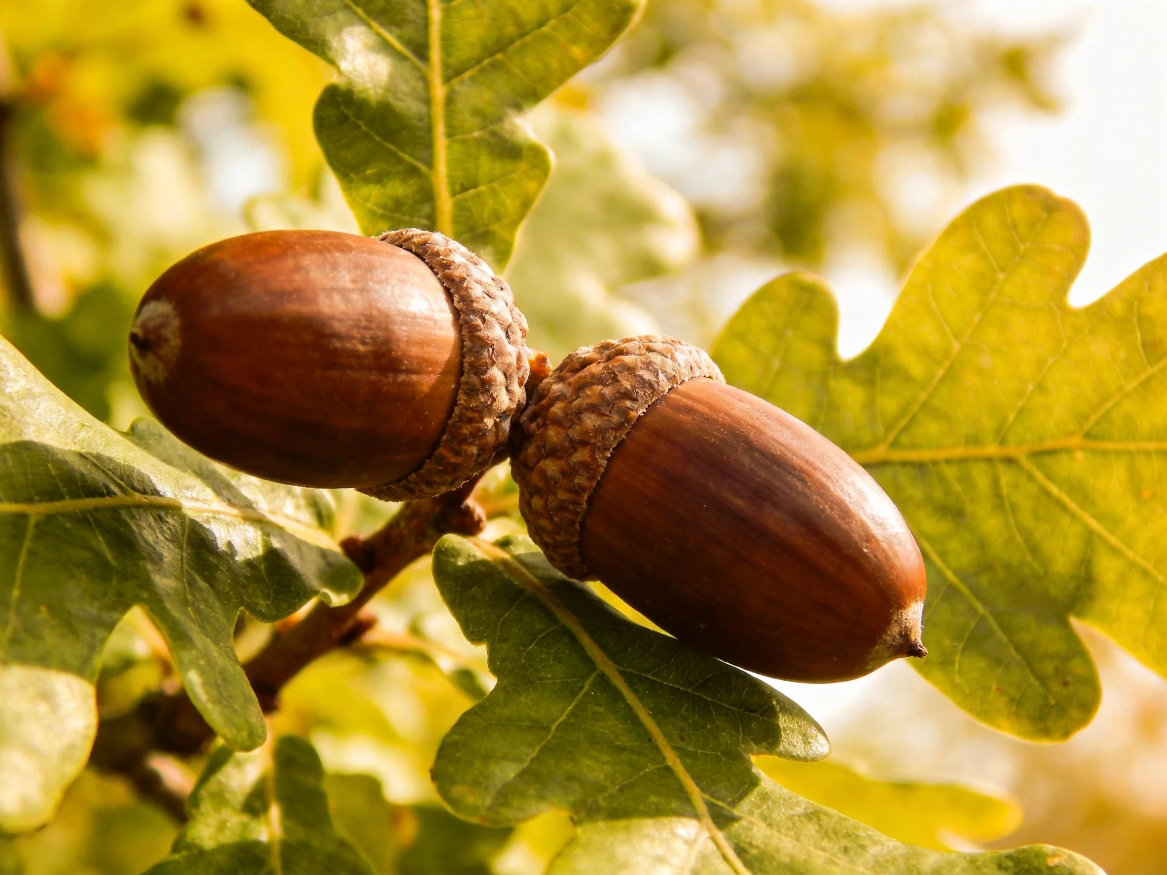 Two brown acorns attached to an oak branch with green leaves