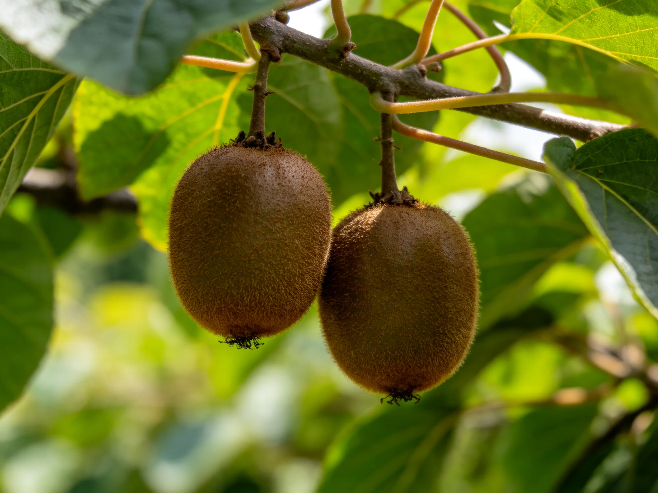 Two brown kiwis hang from a branch with green foliage