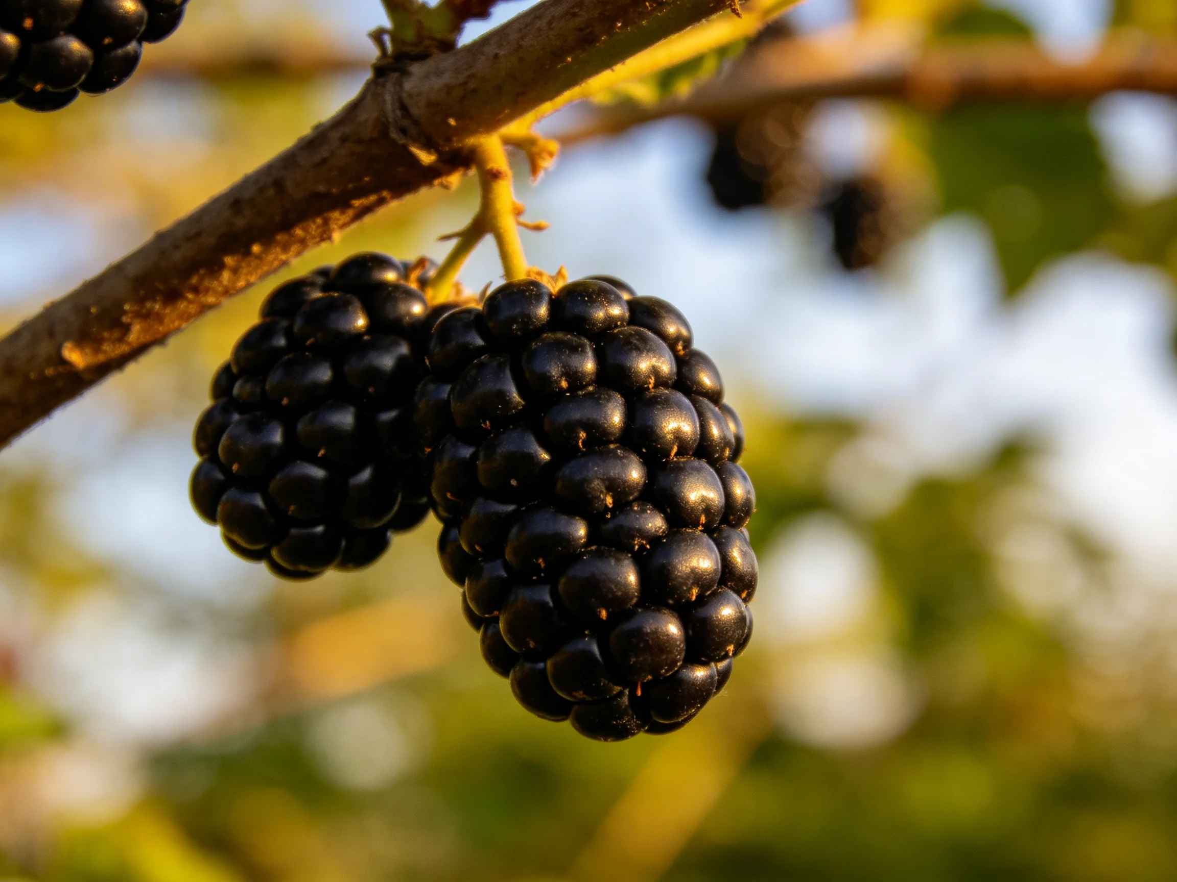Two glossy blackberry clusters hang from a brown tree branch