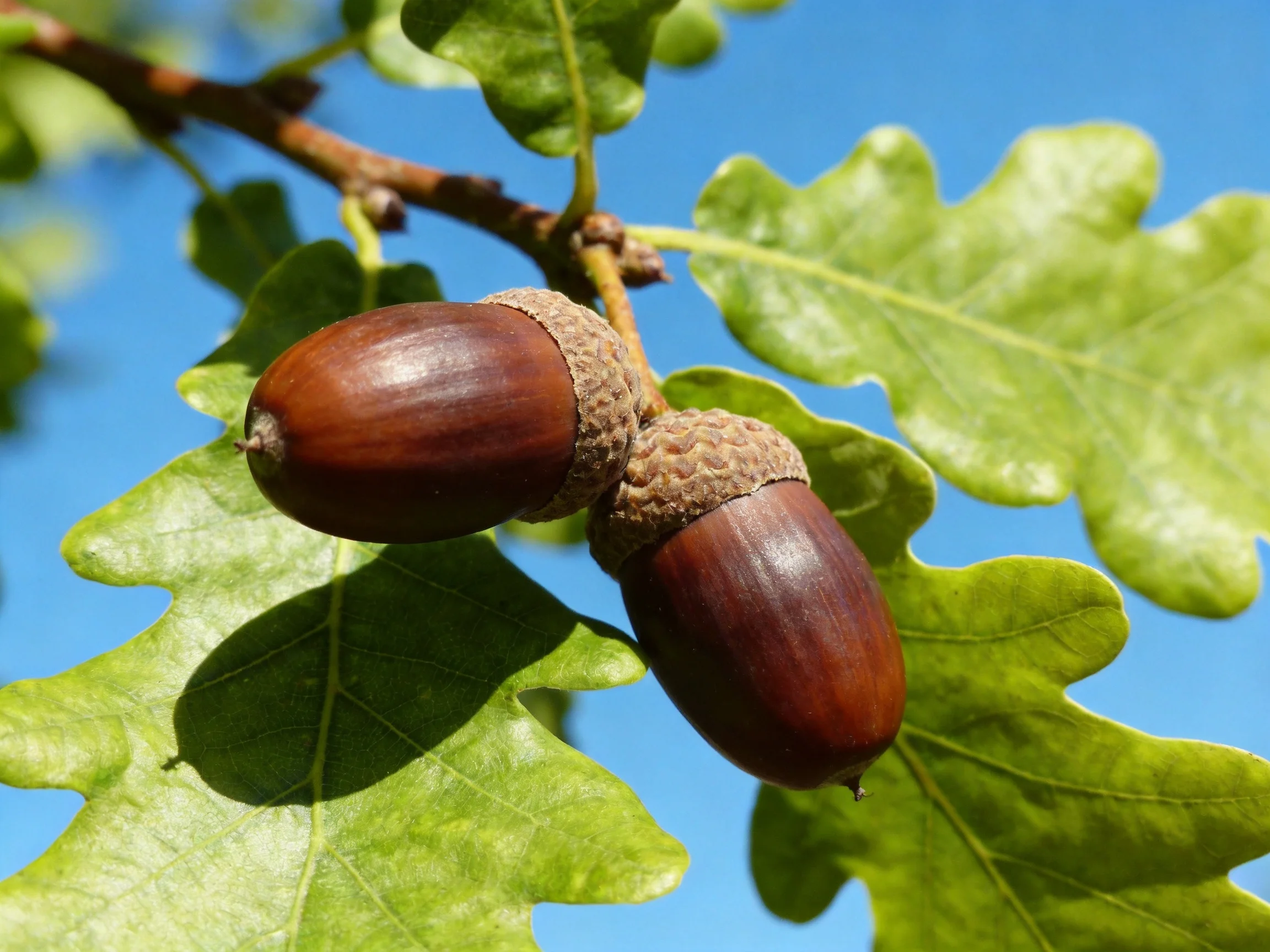 Two glossy brown acorns hang from an oak branch with vibrant green leaves