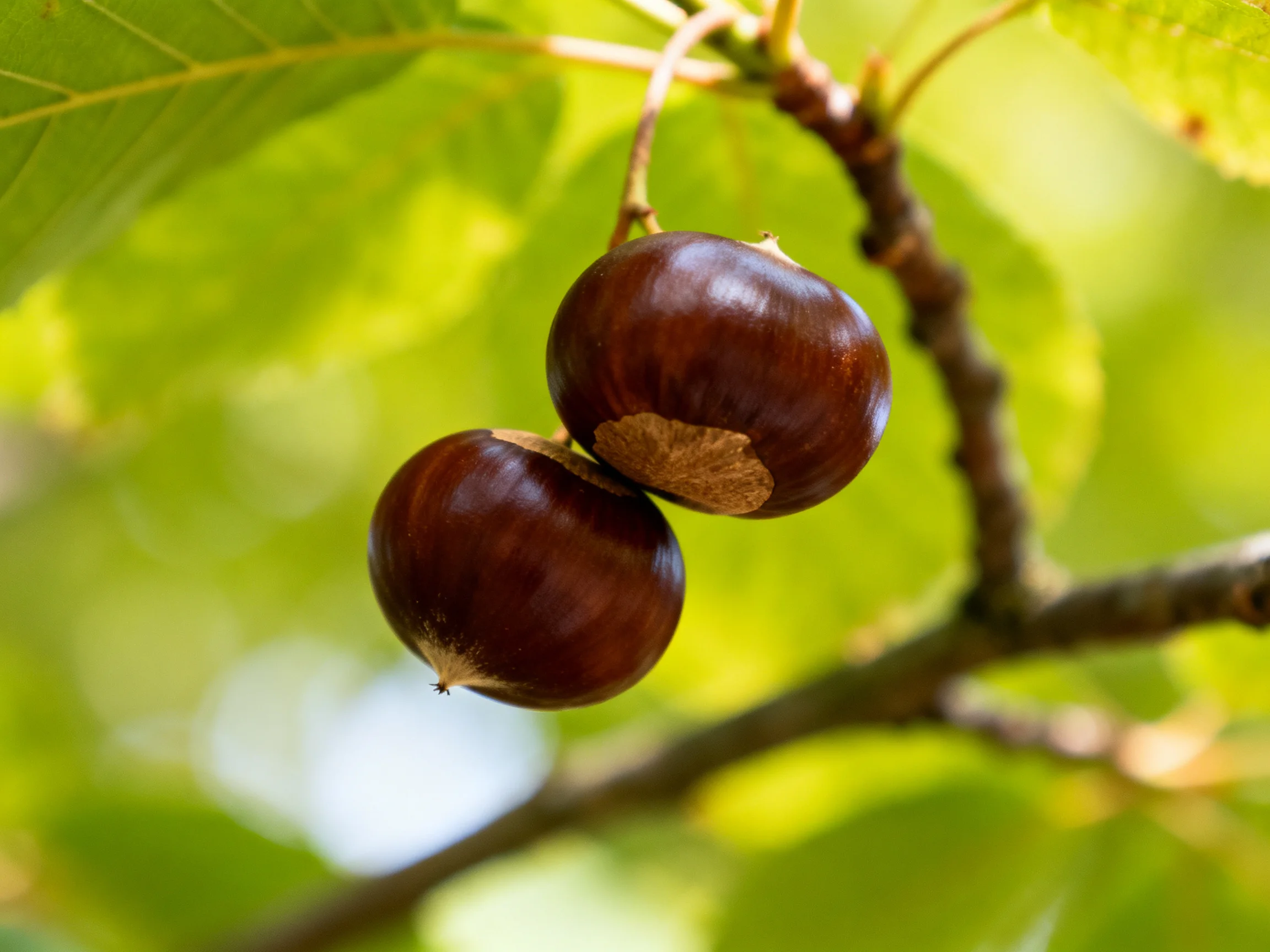 Two glossy brown chestnuts hang from a tree branch amid bright green foliage
