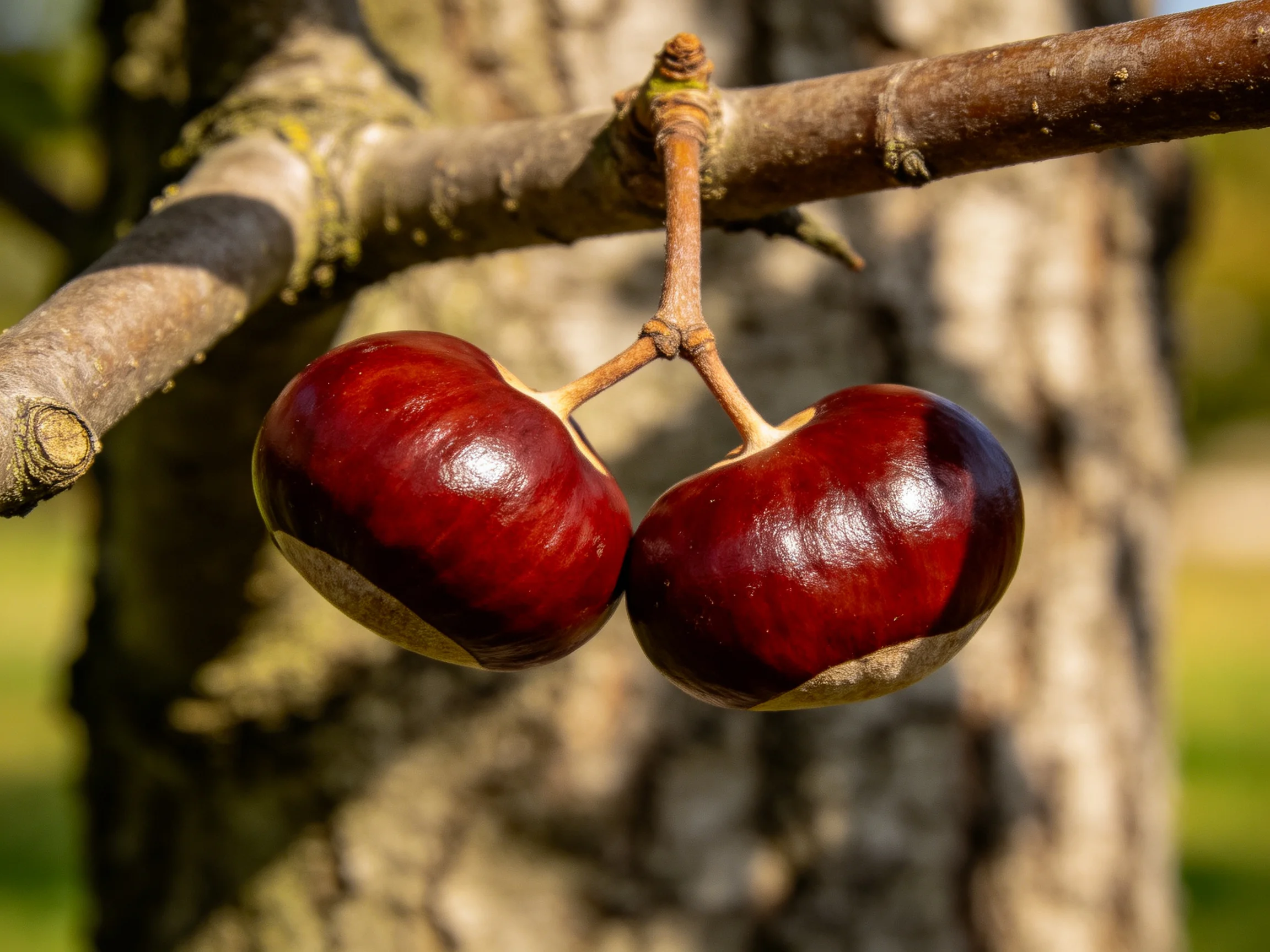Two glossy dark red chestnuts hang from a tree branch