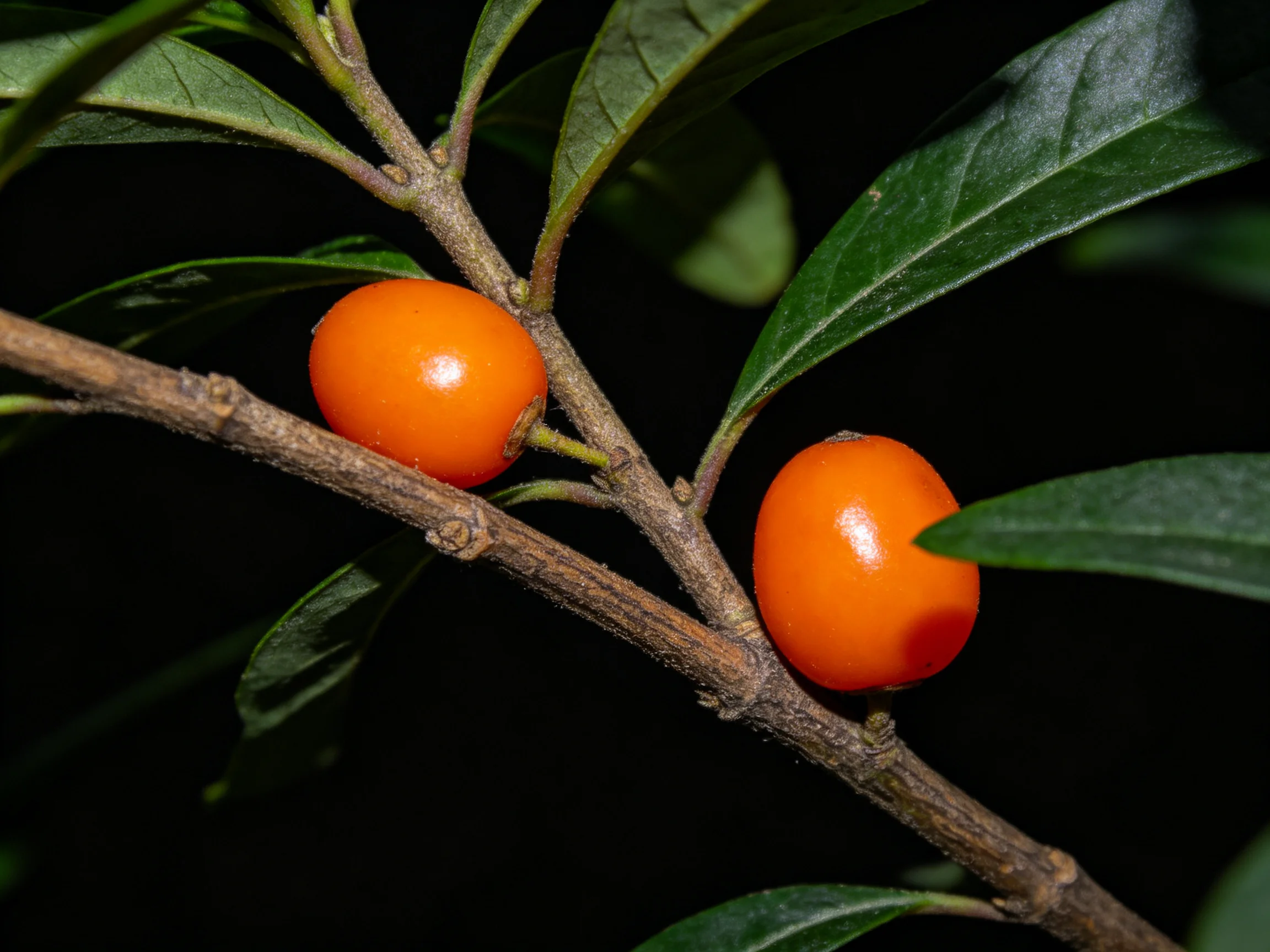 Two glossy orange berries attached to a leafy branch