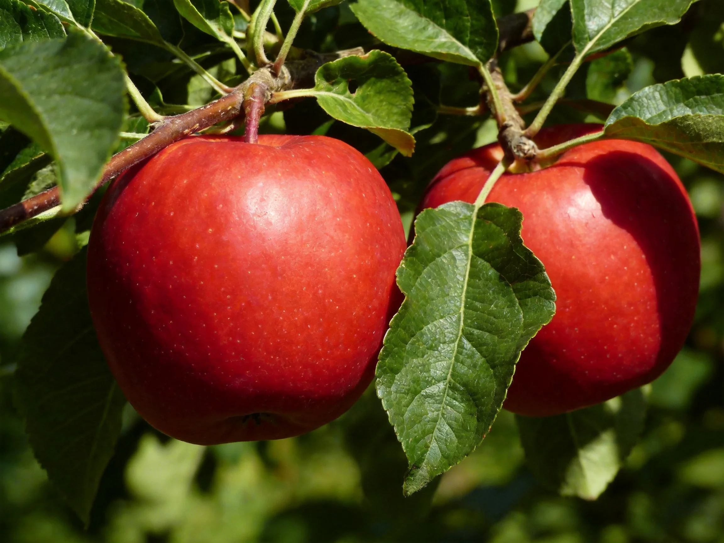 Two glossy red apples grow on a tree with green leaves