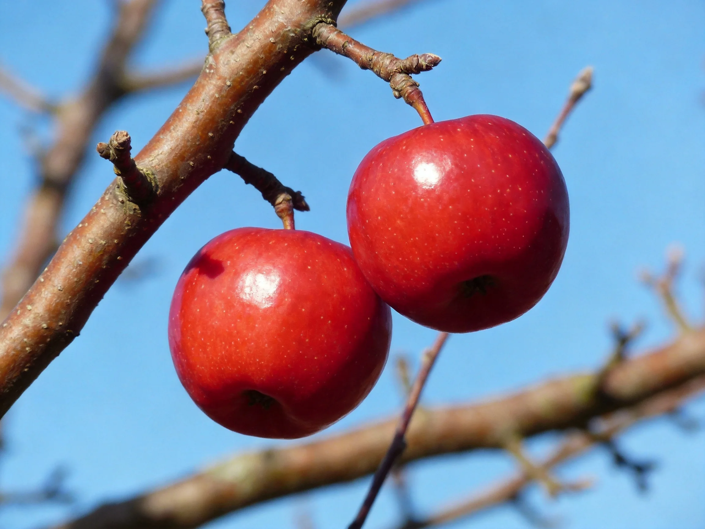 Two glossy red apples hang from a brown tree branch