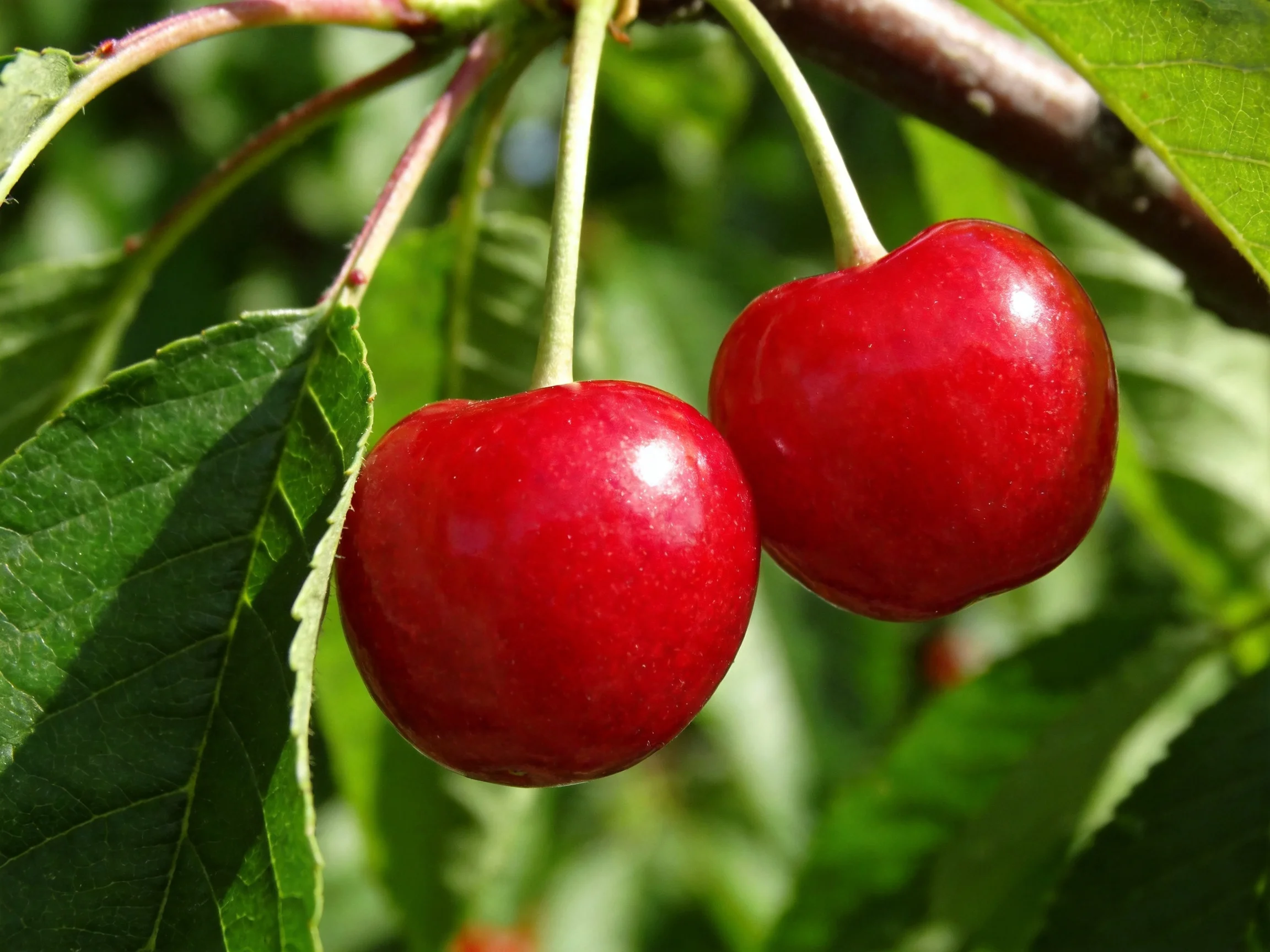 Two glossy red cherries hang from a tree branch amid green foliage