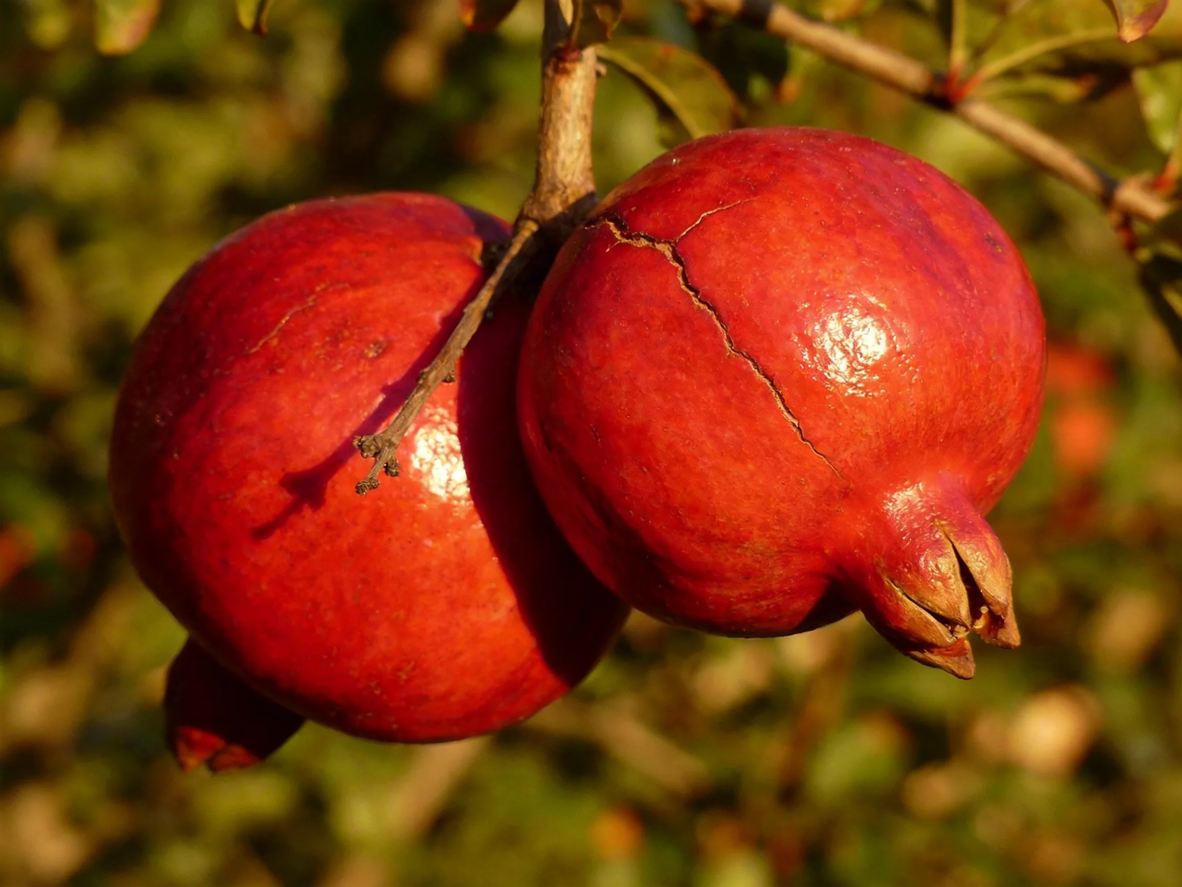 Two glossy red pomegranates hang from a tree branch