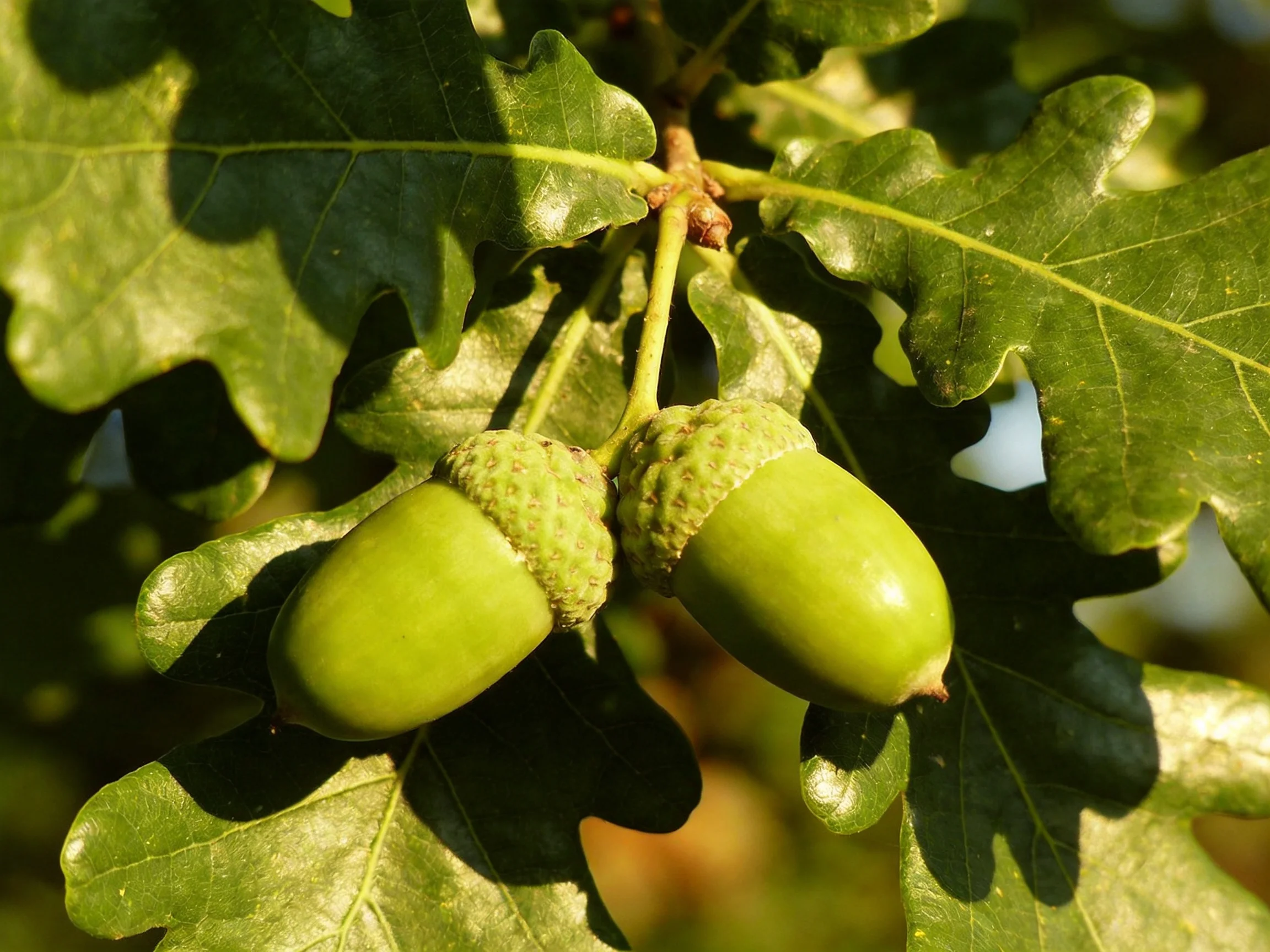 Two green acorns hang among large oak leaves